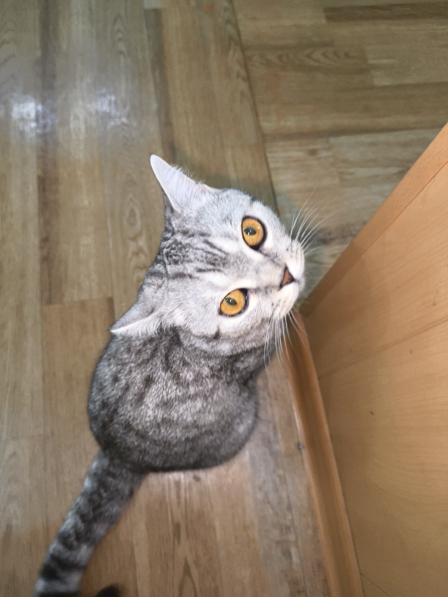 A gray tabby cat with striking amber eyes is positioned on a light brown wooden floor, close to what appears to be a light brown wooden cabinet or wall. The cat is looking upwards, its body facing away from the viewer, but its head turned upwards and towards the right. The tail of the cat is visible and stretches towards the lower left corner of the frame. The environment is indoors and appears to be a residential setting. The location is Unknown, Unknown.