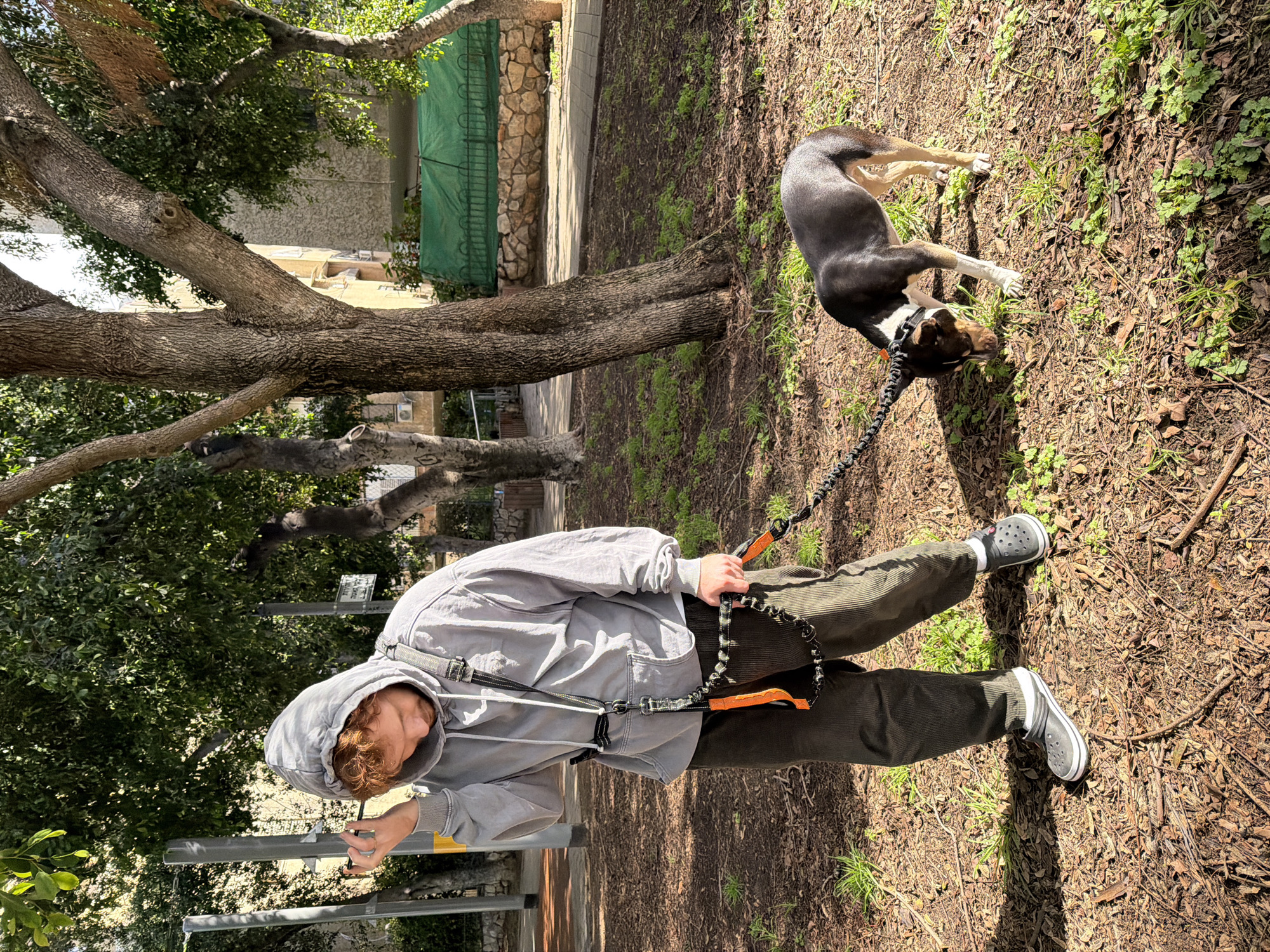 A man is walking a dog in a park setting. The man is wearing a gray hooded sweatshirt, dark green corduroy pants, and gray Crocs. He is holding a cellphone in his left hand and a black and orange leash in both hands. The dog is black with white markings and is lying on its back on the ground. The ground is covered in leaves and grass. A large tree with thick branches is visible in the background along with a building. The location is likely in Tel-Aviv, Israel.