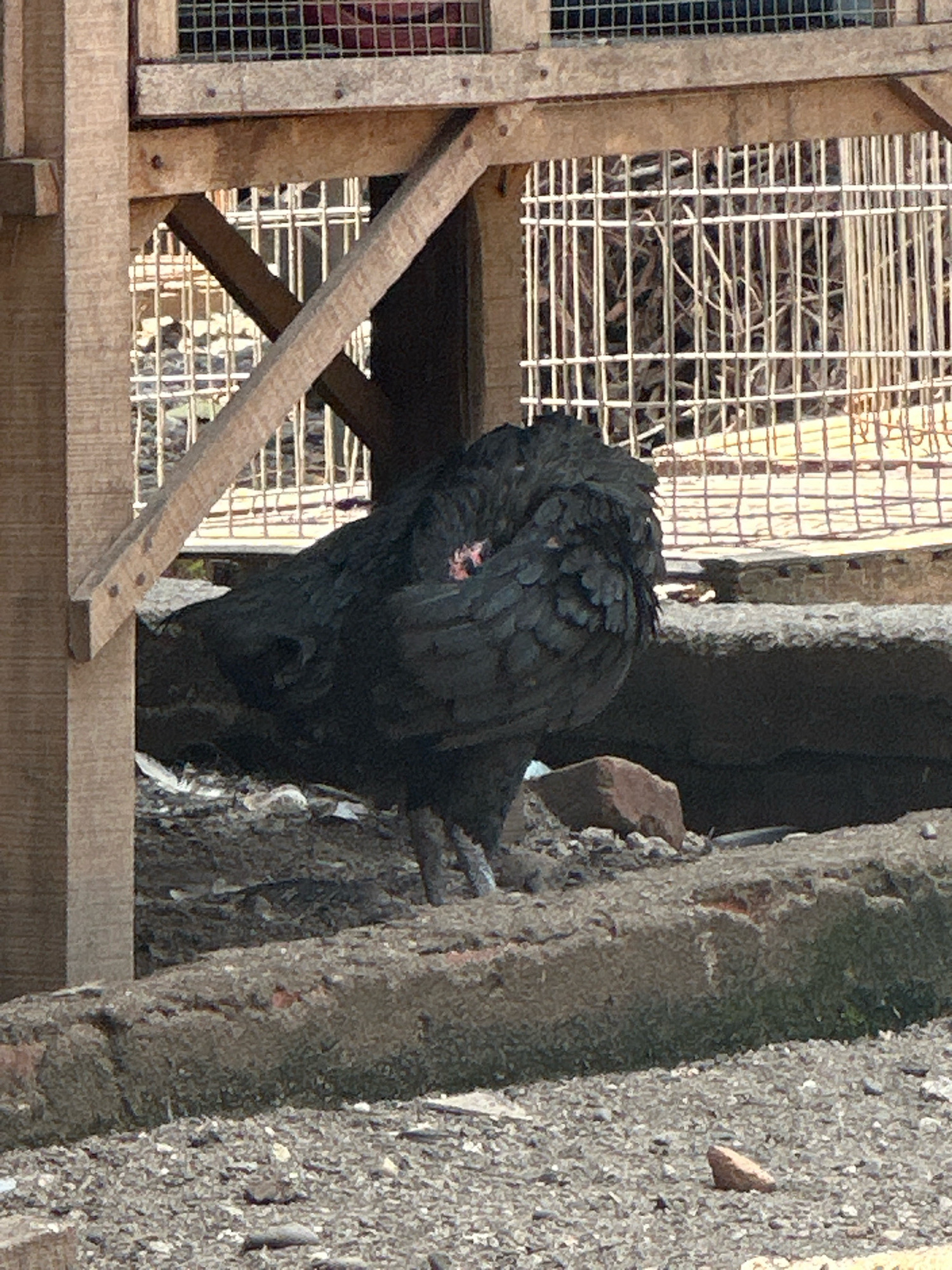 A black chicken is nestled under a wooden structure, its body hunched and feathers fluffed out. The chicken is positioned in the center of the frame, facing left with its head tucked into its body. Behind the chicken, a white wire fence encloses a collection of dried branches and debris. The foreground consists of gravel and concrete, with a few scattered pebbles. The scene appears to be outdoors, possibly in a rural or semi-urban setting. The specific location in the city of Binjai, Indonesia cannot be determined from the provided image alone.