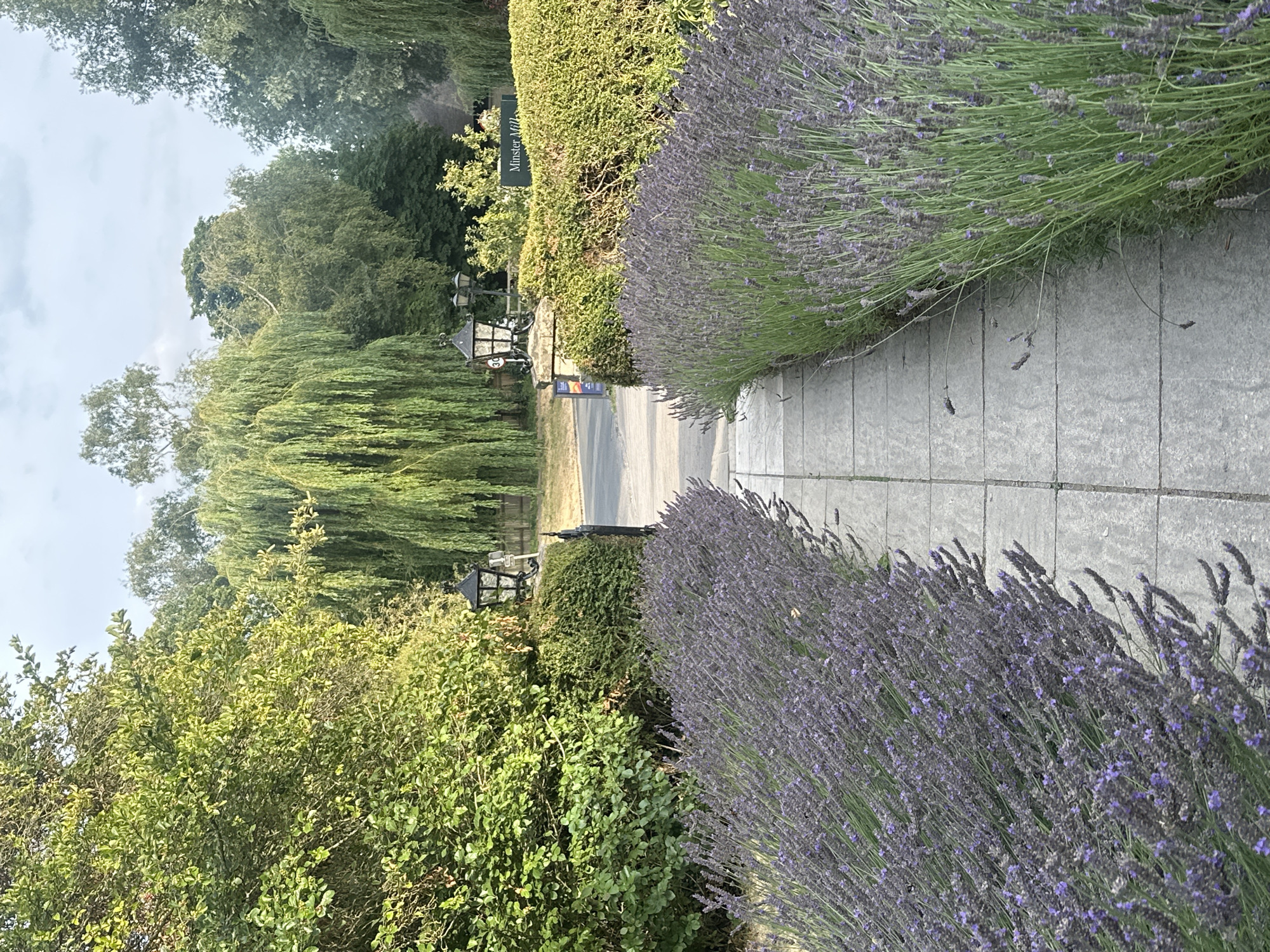 A stone pathway lined with flowering lavender leads towards an ornate black metal gate, flanked by two lantern-style lamps on stone posts. Beyond the gate, a road is visible, bordered by neatly trimmed hedges. In the background, lush green trees, including a prominent weeping willow, create a verdant backdrop under a lightly clouded sky. A sign reading "Minster Mills" is partially obscured by the hedge. The overall scene depicts a well-maintained entrance to a property, suggesting a rural or semi-rural setting. There are no people or animals visible in the image.