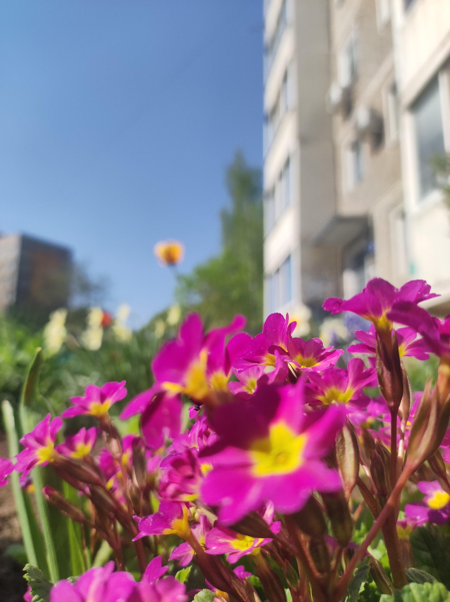 The image depicts a close-up of vibrant pink and yellow flowers, possibly primroses, with a blurred urban backdrop. The location appears to be Chaikovsky, Russia, based on visual context clues. In the background, there are apartment buildings with visible windows and air conditioning units. The sky is clear blue. Other plants, some with yellow flowers, are visible in the blurry midground. The image focuses on the flowers in the foreground, making them the primary subject. There are no people visible in the shot.