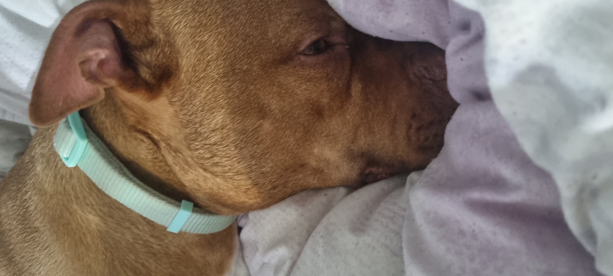 A close-up photograph shows a brown dog sleeping on white and purple patterned bedding. The dog has a light blue collar. The dog's head is partially covered by the bedding. The image does not provide information to determine the location as Sofia, Bulgaria.