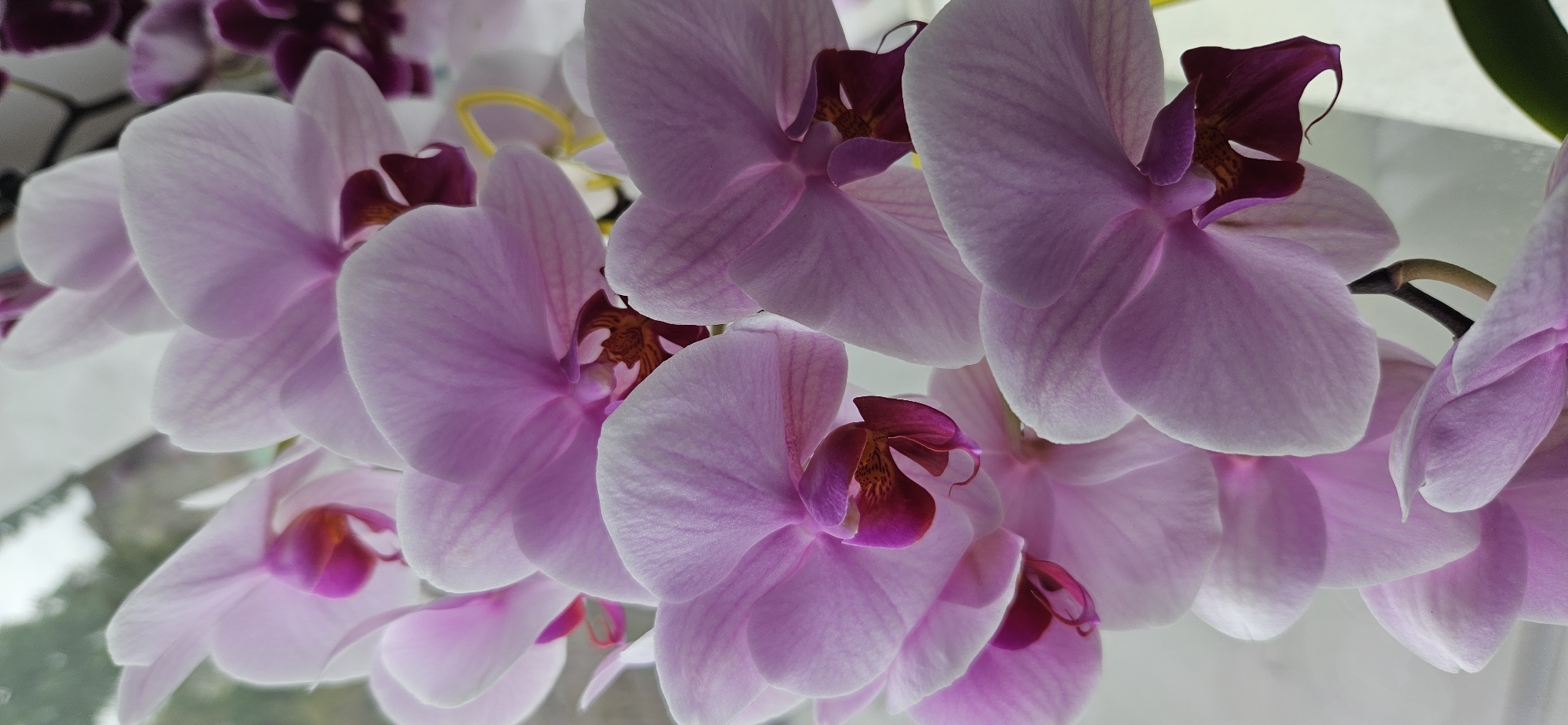 The image showcases a cluster of orchids with light pink petals, each flower featuring a deep burgundy center. The composition is tightly focused on the blooms, with some flowers appearing blurred and out of focus towards the edges of the frame. The background is indistinct and includes hints of a window and possibly outdoor elements. The scene is located in the city of Unknown, Unknown.