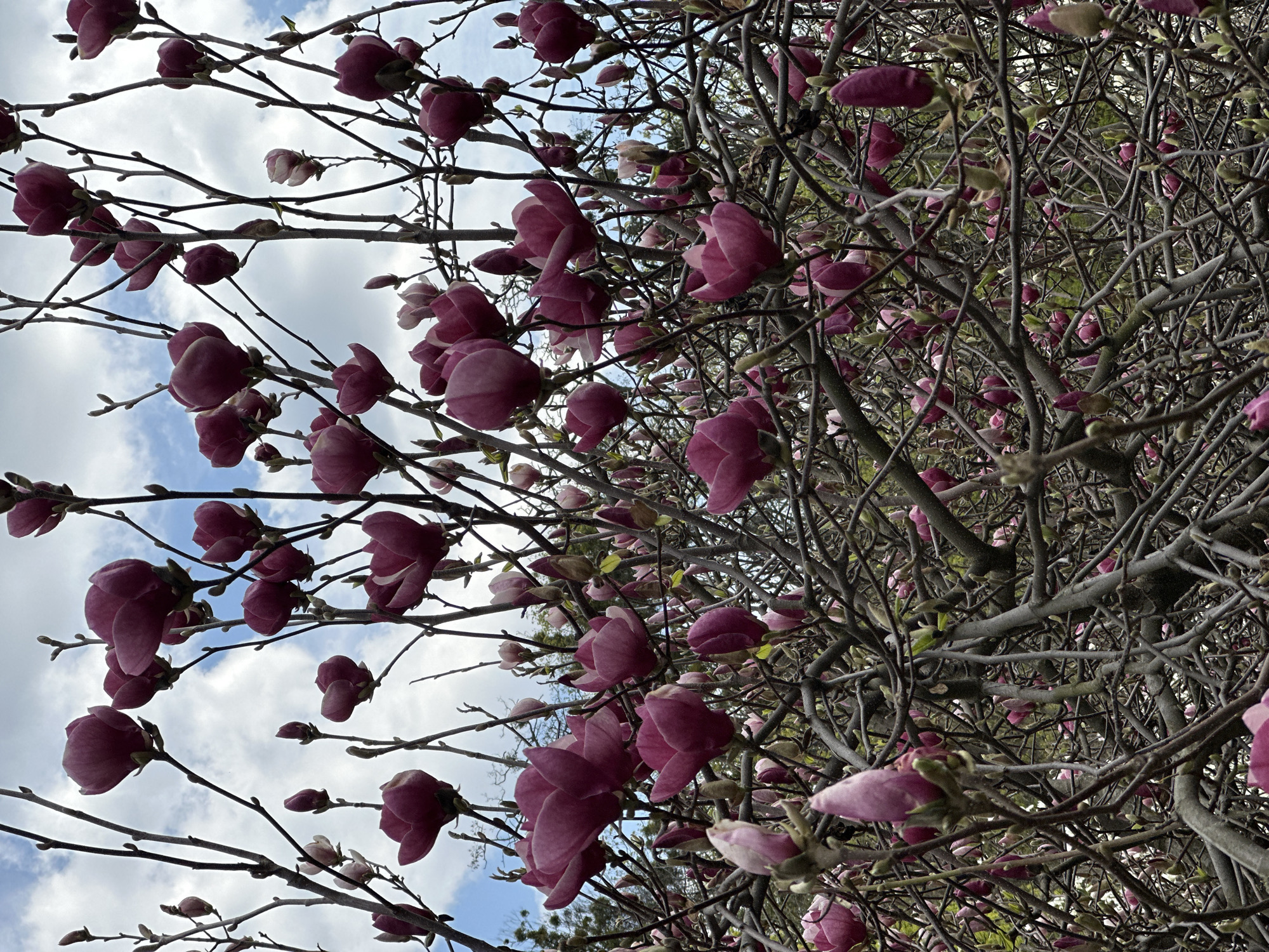 The image displays a close-up, low-angle perspective of a blooming Magnolia tree, looking upwards through its branches towards the sky. The tree is adorned with numerous vibrant magenta and purple flowers, some fully open and others still in bud. The branches are dark and gnarled, forming a dense, intricate network, and are largely bare of leaves, indicating the early spring season.
Behind the branches and flowers, patches of bright blue sky with scattered white clouds are visible. The lighting suggests it is daytime under partly cloudy conditions. The overall scene captures the beauty of spring bloom.
No people or animals are present, nor are there any discernible human activities taking place. No text is visible within the image. This springtime floral display is consistent with the blooming magnolias found in parks and botanical gardens in Kyiv, Ukraine.