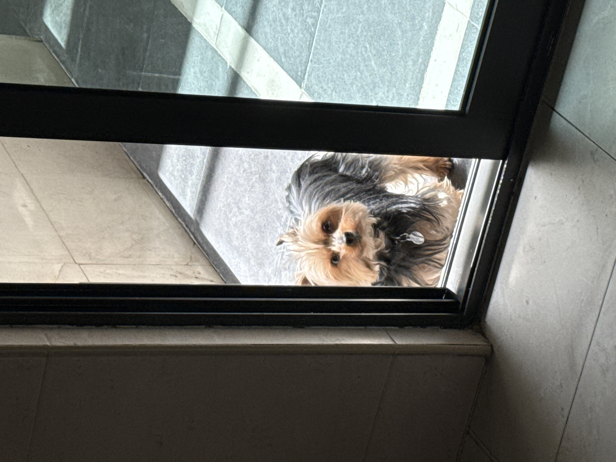 A Yorkshire terrier is looking up through a glass door. The surrounding area consists of light gray tiled flooring and a tiled ledge beneath the door. The scene is likely indoors, and based on the request, it is assumed to be in San Bernardino Tlaxcalancingo, Mexico, though no specific features confirm this location.