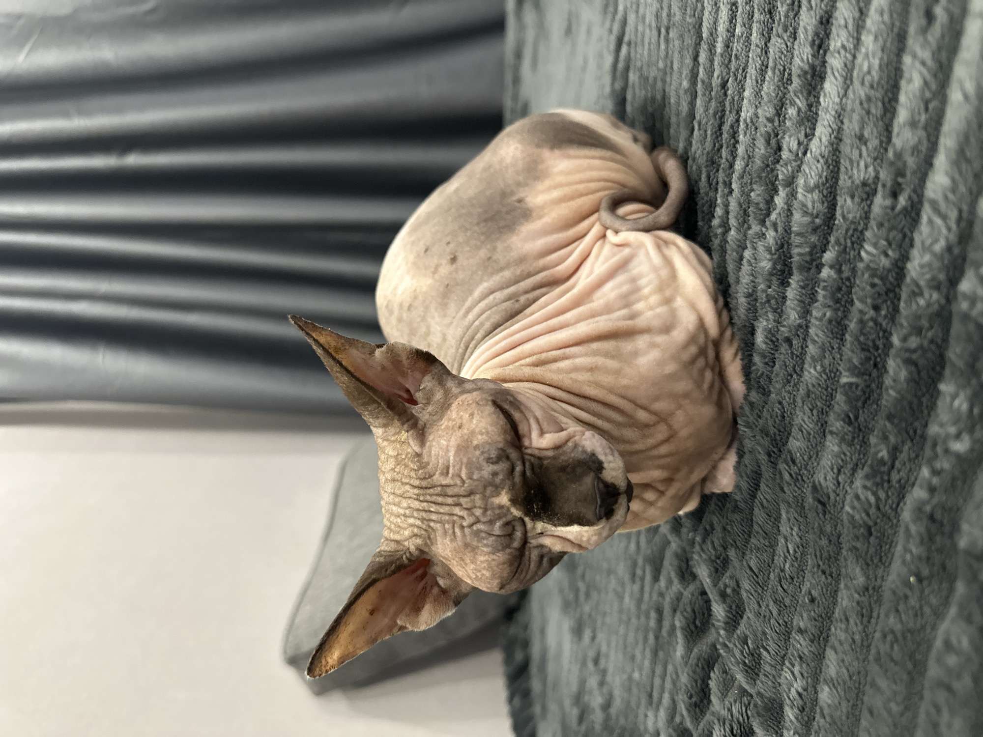 A Sphynx cat is curled up and sleeping. The cat is resting on a soft, gray, corduroy-like surface. Part of a gray-colored couch is visible in the background. The location is unknown and not identifiable from the image.