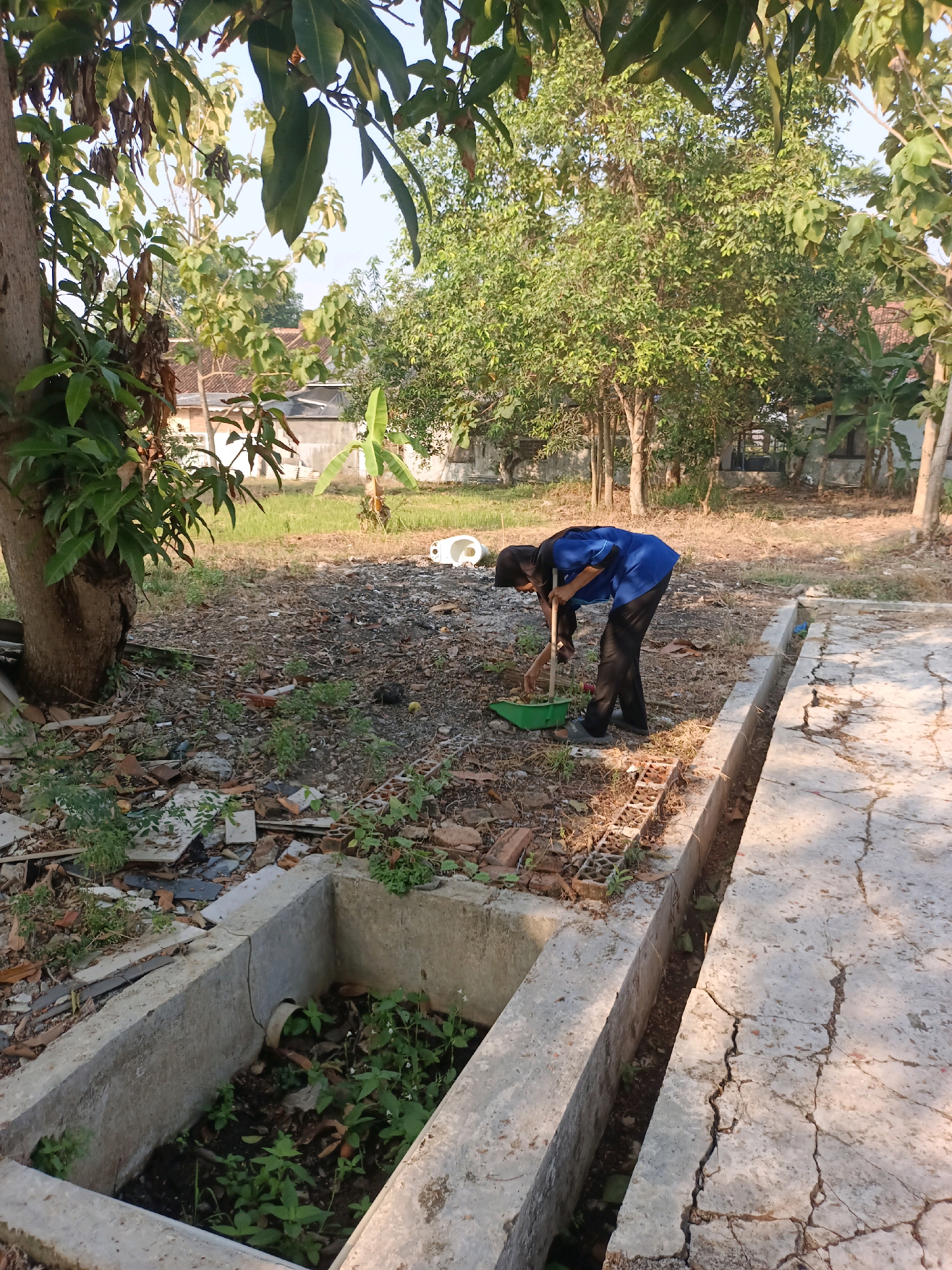 In Subang, Indonesia, a person wearing a blue shirt and dark pants is sweeping debris with a broom and dustpan on a sun-drenched, cracked concrete surface. The area is surrounded by trees, some with lush green leaves and others with dry, brown foliage. In the foreground, a concrete structure, possibly a planter or a drainage channel, is filled with soil and small green plants. In the background, a white ceramic object, resembling a toilet bowl, lies on the ground amidst more debris. The overall environment appears to be an outdoor space undergoing some form of cleanup or maintenance.