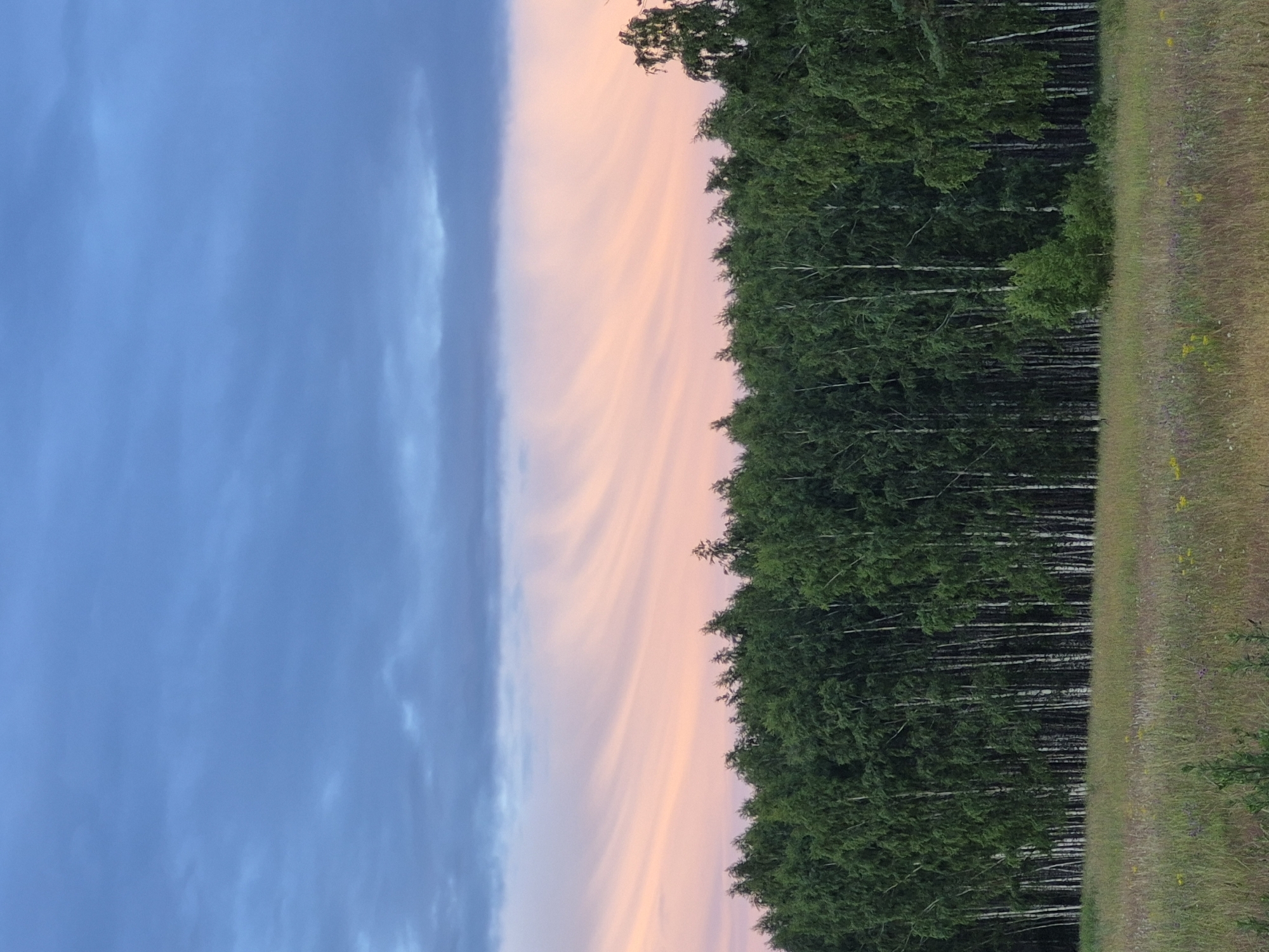 The image depicts a serene natural landscape, likely in the vicinity of Sooblase, Estonia. The foreground features a field of tall, dry grass, interspersed with scattered wildflowers. In the midground, a dense forest of birch trees stands tall, their white trunks stark against the vibrant green foliage. The trees are tightly packed, forming an almost impenetrable wall of green.
The sky above is a spectacle of color. The lower portion of the sky is a soft, pastel pink, transitioning into streaks of delicate orange and peach, indicative of a sunset or sunrise. These colorful clouds are characterized by long, sweeping bands that stretch horizontally across the frame. Above these, a band of deep blue sky with wispy, darker clouds adds contrast and depth. The overall impression is one of tranquility and natural beauty. There are no people or animals visible in the image.