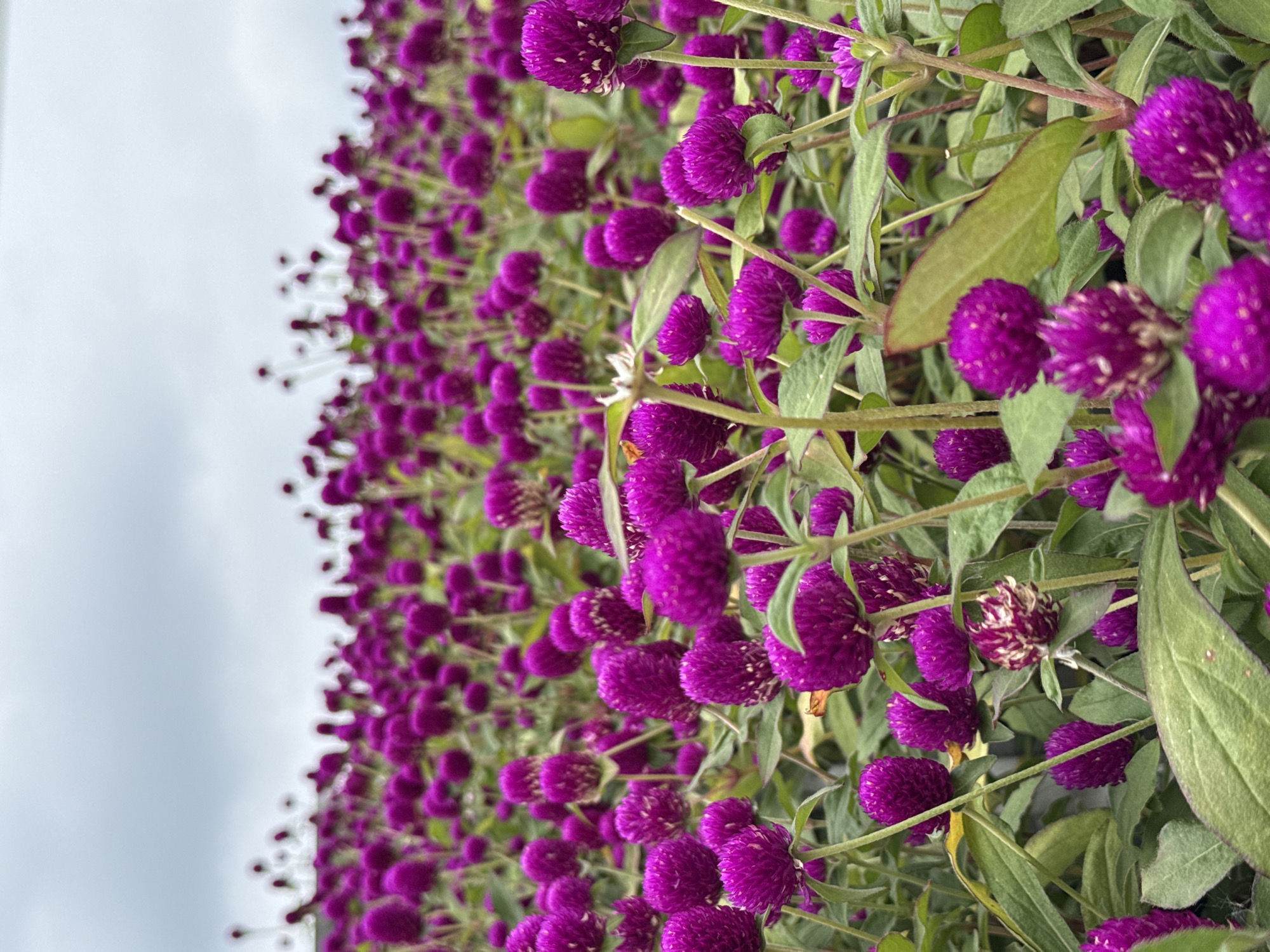 A dense cluster of vibrant purple globe amaranth flowers fills the majority of the frame, with green leaves interspersed throughout. The flowers are densely packed, creating a visually textured effect. The background consists of a cloudy sky. The image appears to be taken in Yuexiu District, China, based on the provided context.