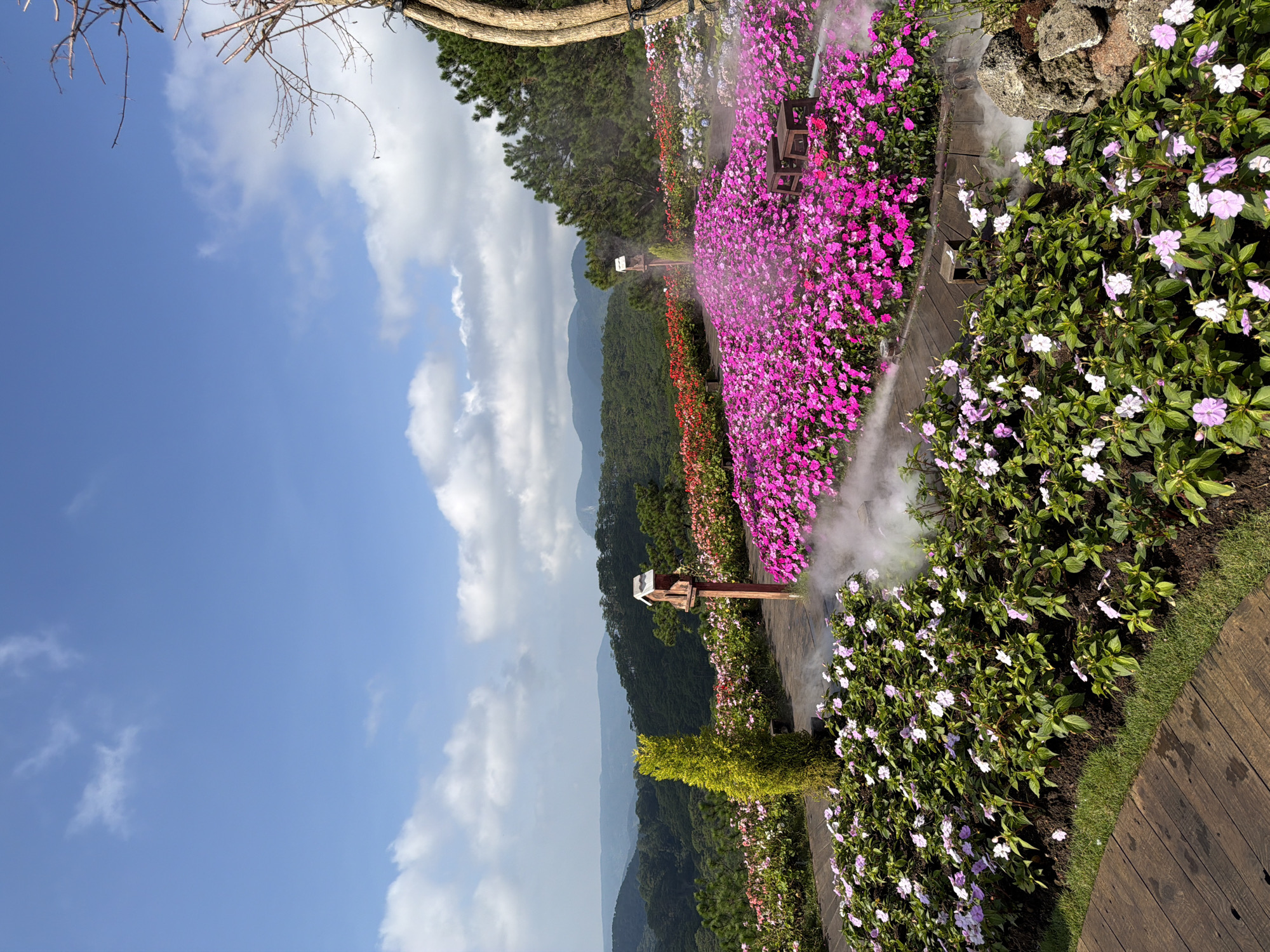 This is a photograph of a flower garden located in Da Lat, Vietnam, featuring a landscape view. The foreground is dominated by a wooden pathway and lush flower beds. On the left, a bed of white and light purple flowers lines the path, with a tall, slender green conifer planted behind it. To the right of the pathway, a large expanse of vibrant pink impatiens is in full bloom. A thin layer of mist hovers over these flowers, creating an ethereal effect. Two small wooden stools are visible amidst the pink flowers.
Further back, more flower beds with red and white flowers stretch into the distance, creating a colorful tapestry. In the middle ground, a wooden birdhouse on a post stands between the white and pink flower beds. The background showcases rolling hills covered in dense green pine forests, characteristic of Da Lat's landscape. The sky above is a bright blue with scattered white clouds, indicating a clear day. The overall scene depicts a well-maintained botanical garden, likely a popular tourist attraction in Da Lat, known for its temperate climate and abundant flora. The mist might be a deliberate effect for aesthetic appeal or a natural occurrence due to the climate.