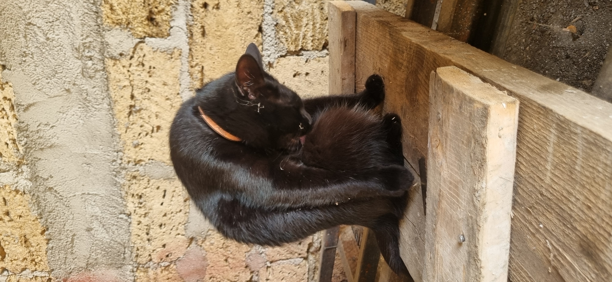 A black cat is grooming itself on a wooden surface in front of a textured, sandy-colored brick wall. The cat is positioned in the center of the frame, facing away from the viewer, with its head bent down to lick its fur. It is wearing an orange collar. The wooden surface appears to be made of rough planks. The brick wall in the background shows variations in color and texture, with some areas appearing lighter and smoother than others. The lighting suggests it is daytime, with shadows cast on the wooden surface. The scene is located outdoors.