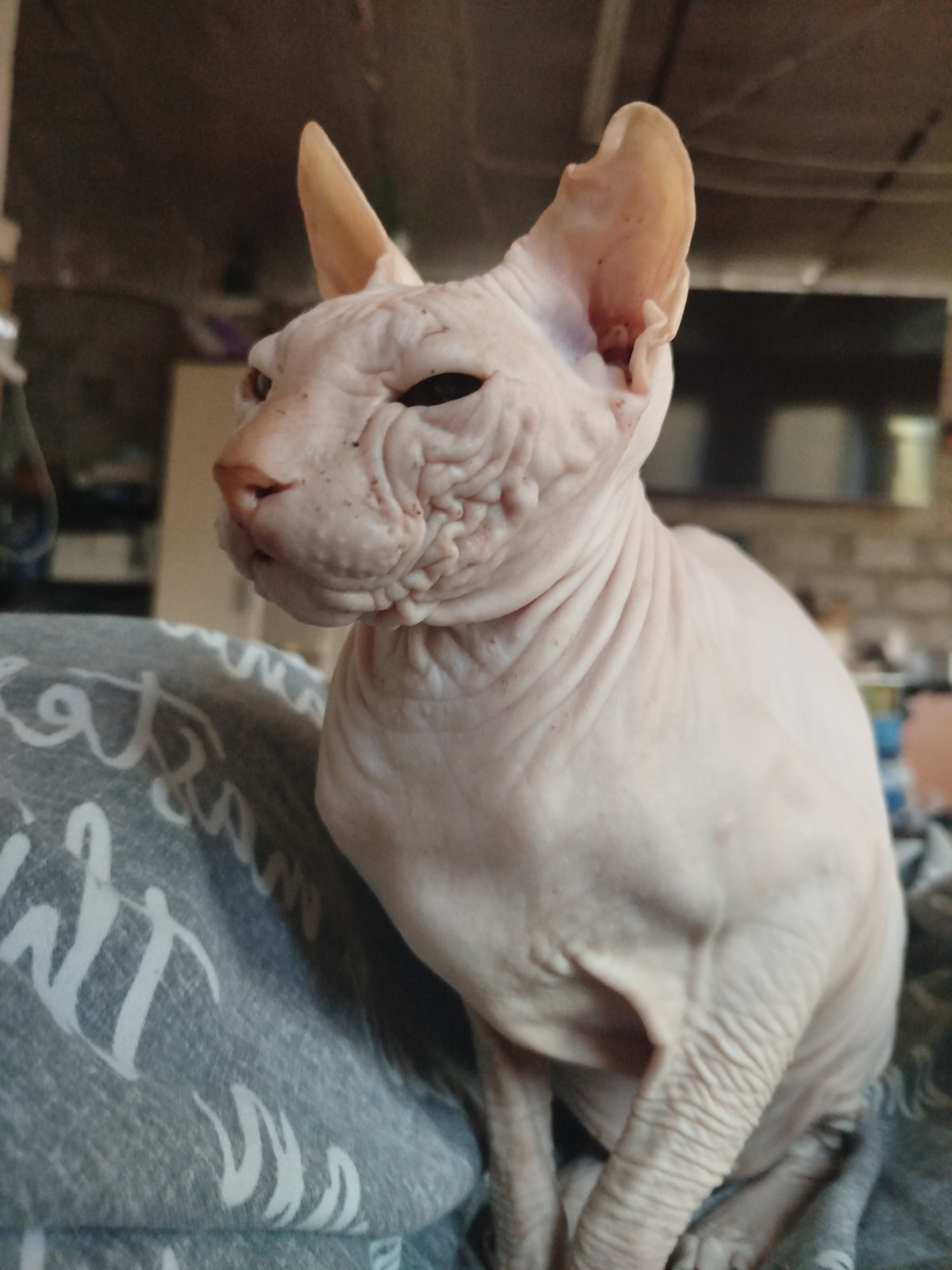 A Sphynx cat is pictured sitting on a gray, patterned blanket. The cat is pale pink and has prominent wrinkles on its face and neck. Its ears are large and pointed. The background is out of focus and appears to be an indoor environment, possibly a room with furniture and a television. The image is a medium shot, with the cat occupying the majority of the frame. The overall lighting is dim. The scene is located in Zavodoukovsk, Russia.