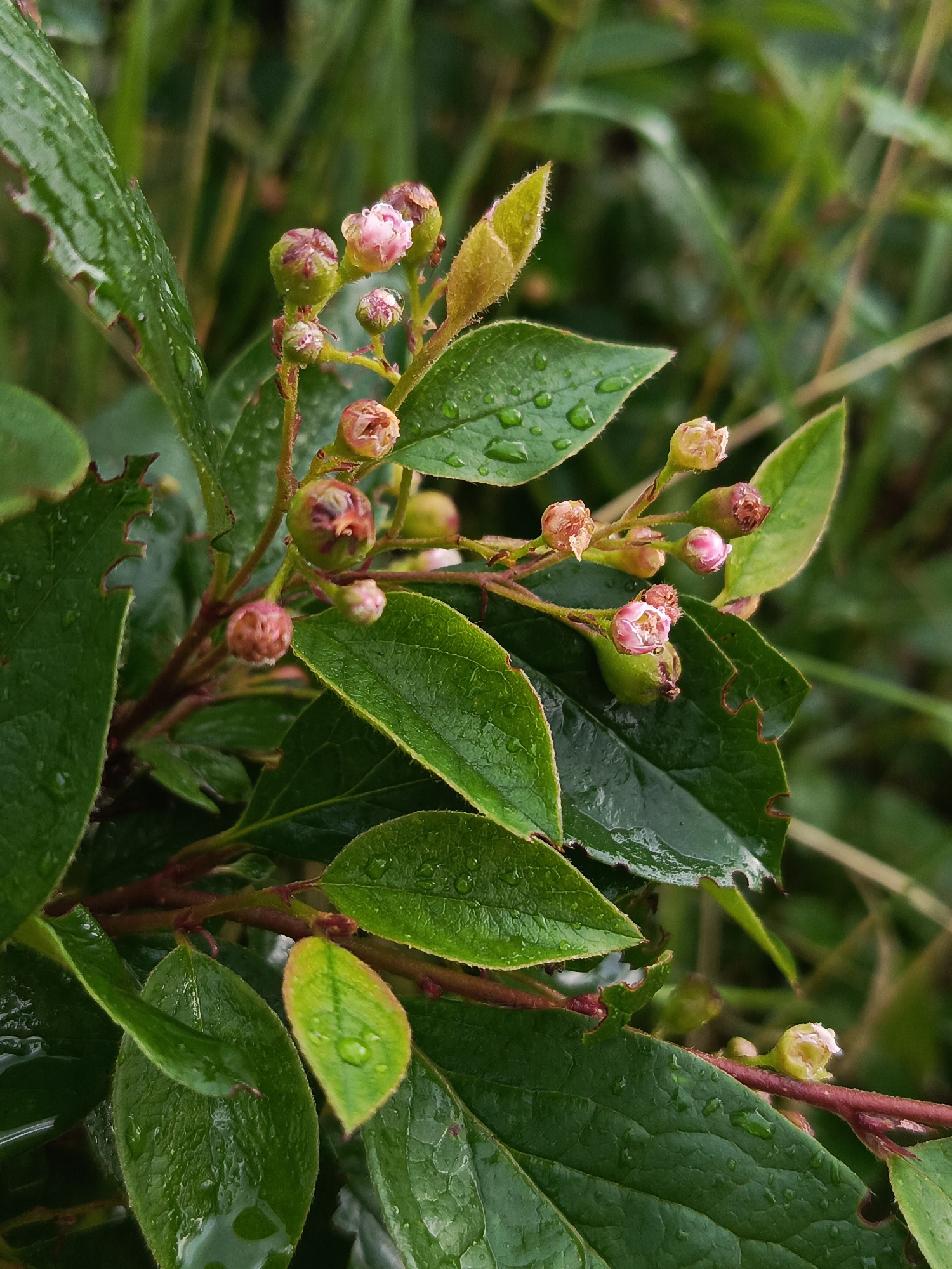 A close-up, eye-level shot captures a branch of a plant with green leaves and pinkish-white flower buds, some of which are starting to open. The leaves are a deep, glossy green and appear wet, with visible water droplets on their surfaces. Some of the leaf edges are serrated and show signs of minor damage. The flower buds are clustered together, varying in size and developmental stage. The background is a blur of green foliage, suggesting an outdoor environment. The lighting is diffused, creating soft shadows. The image was taken in Chaikovsky, Russia.