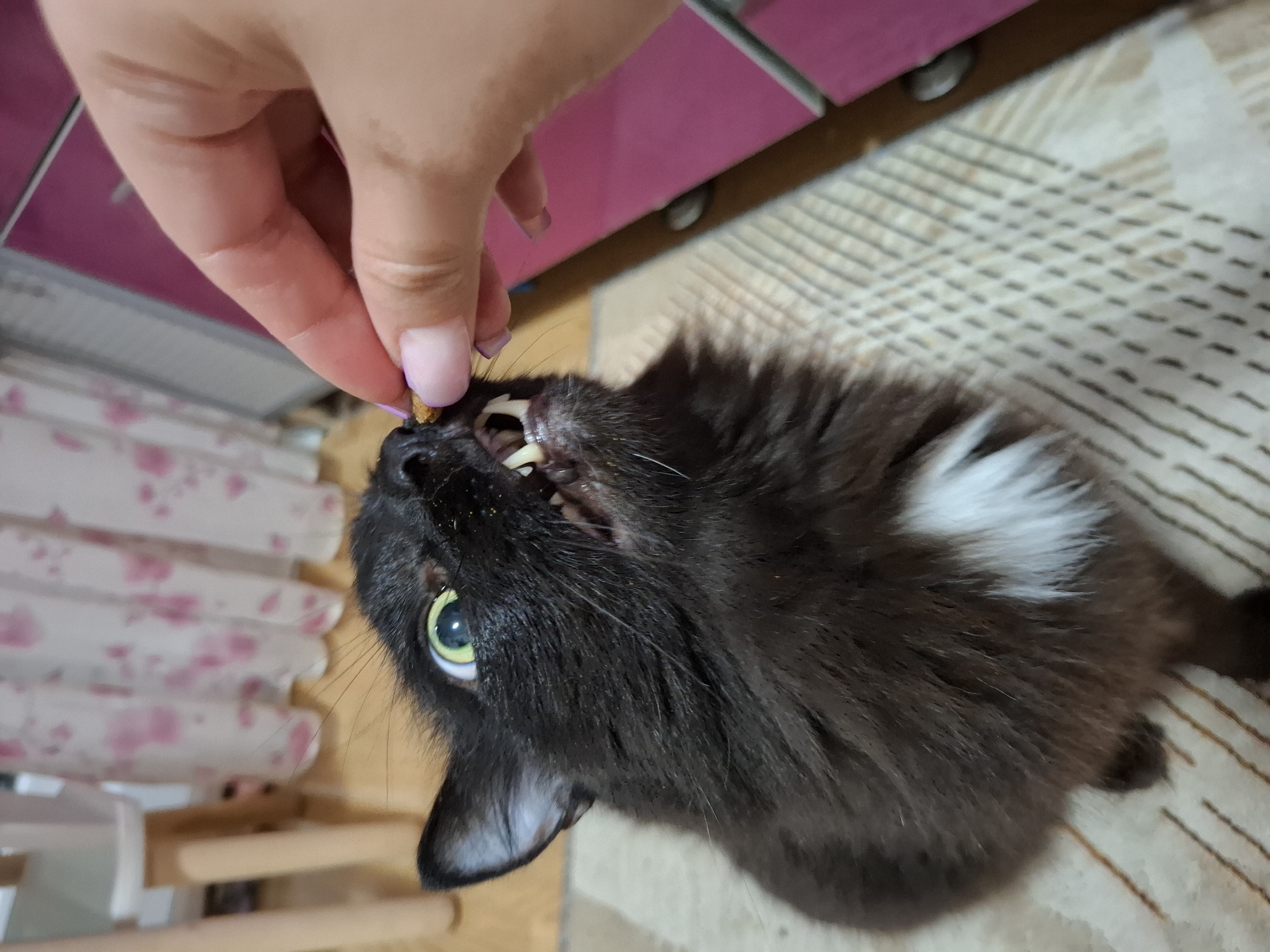 A photograph taken indoors depicts a person feeding a dark gray, long-haired cat a small, light brown treat. The person's hand is visible in the upper left of the frame, holding the treat near the cat's mouth. The cat, with one green eye clearly visible, is positioned upside down relative to the viewer. Its mouth is open and teeth are showing as it prepares to take the treat. The cat has a white patch on its chest.
In the background, there is a pink and white cabinet or other furniture item, along with a beige and brown patterned surface. The location is implied to be in Chaikovsky, Russia.