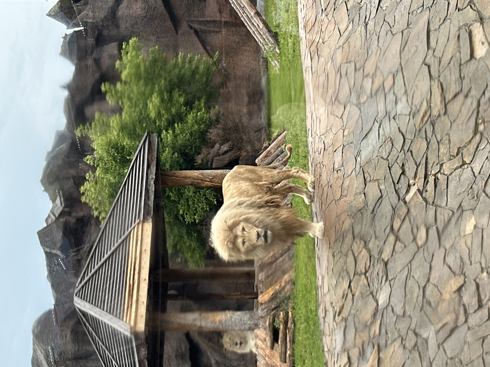 This is a photograph taken at the Izhevsk Zoo in Izhevsk, Russia. The main subject is a light-colored lion with a prominent mane, standing in the foreground and looking directly at the camera. The lion is positioned on a textured, rocky surface. Behind the lion, a shaded, wooden structure with a slatted roof is visible. Further in the background, another lion is partially visible, resting behind a translucent barrier. The environment includes green grass, trees, and a man-made rocky enclosure designed to resemble natural cliffs. The sky is overcast.