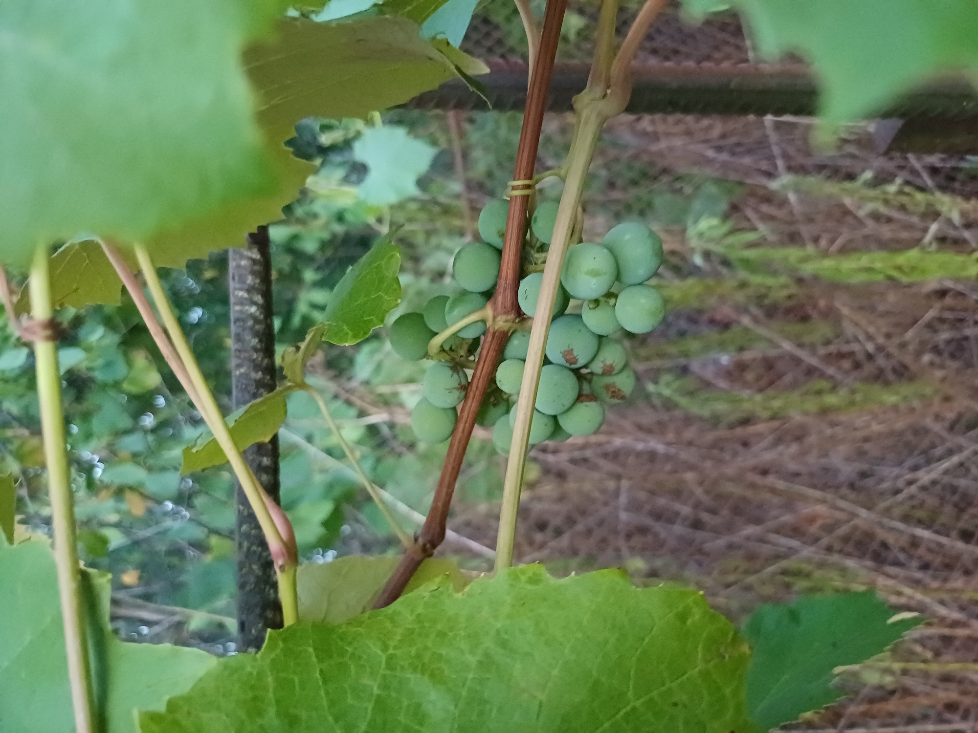 The image is a close-up of a bunch of unripe green grapes hanging from a vine. The grapes are small and round, with a few showing slight brown blemishes. They are attached to a thin, brown stem. The vine is supported by a thin, horizontal wire or branch that is tied to the main stem with a thin wire. Large, green grape leaves are visible in the foreground, partially obscuring the view of the grapes. In the background, there is a blurred out fence and dry brush or grass, suggesting an outdoor setting. The lighting suggests it is daytime, possibly overcast. The image was taken in Sulymivka, Ukraine.