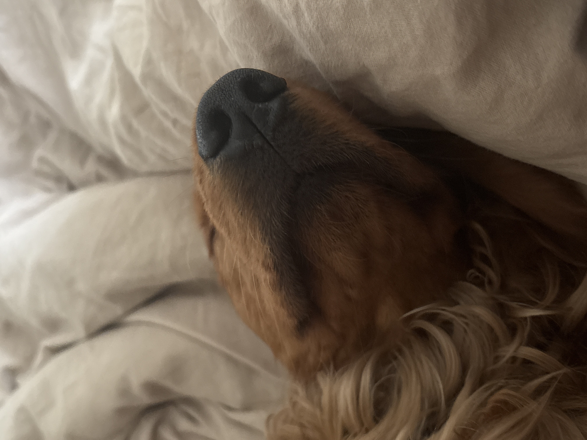 A close-up, eye-level shot focuses on the snout and part of the head of a sleeping dog. The dog's fur is a reddish-brown hue, with a darker patch across its muzzle. Its black nose is prominently featured, with visible nostrils. The dog is resting on a light beige, wrinkled fabric, likely bedding. The background consists of softly folded beige fabric, suggesting a cozy indoor environment. The lighting is dim, creating a warm and intimate atmosphere. There is no indication of the city of Krasnoyarsk, Russia, in this image.