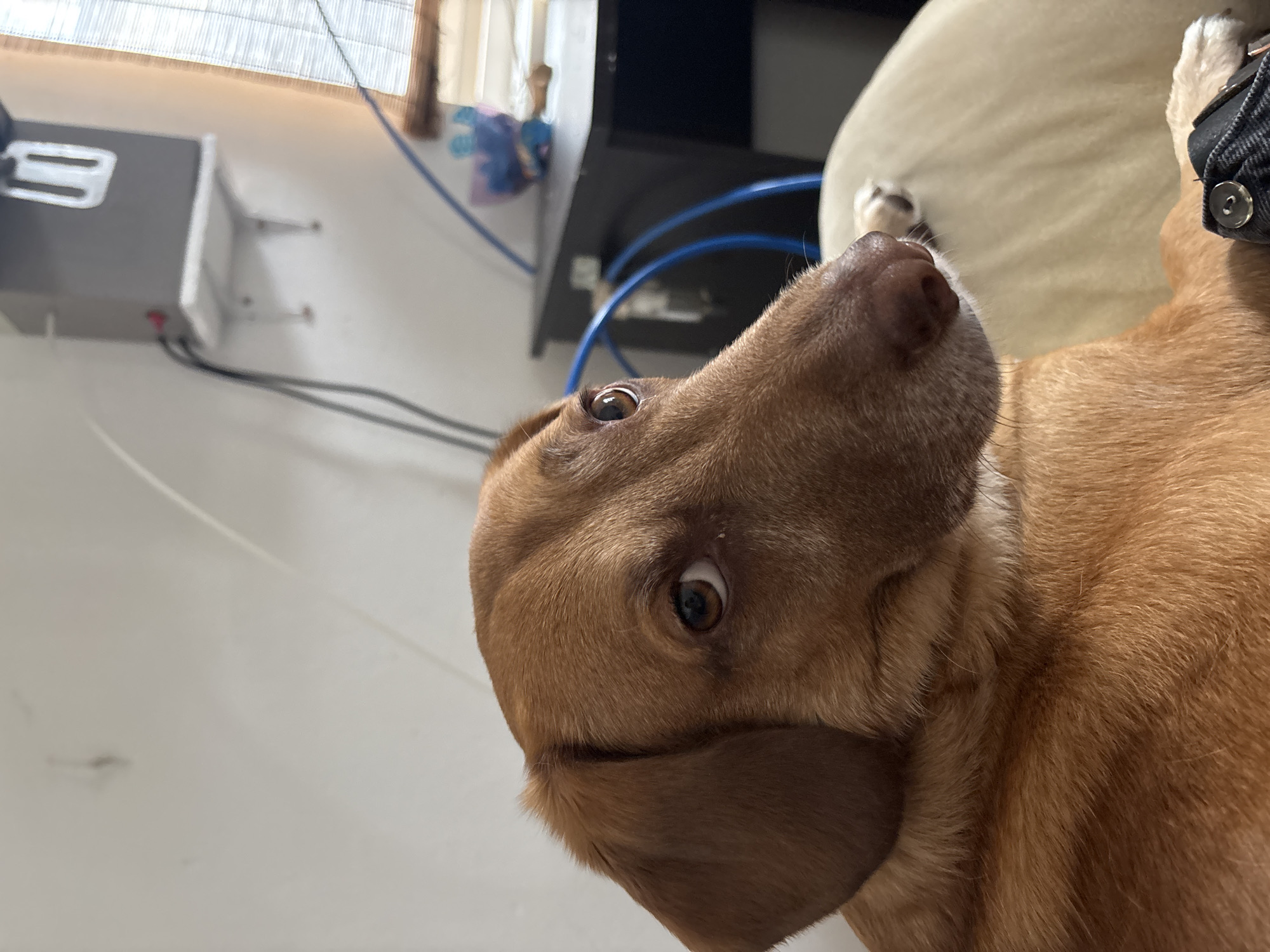 A reddish-brown, short-haired dog with floppy ears and brown eyes is positioned in the foreground, looking directly at the viewer. The dog's head and upper torso are visible, with one paw resting on a dark denim-like fabric with a metal button in the bottom right, and another paw on a light-colored, possibly upholstered surface behind its head. The background features a white wall. To the right, a window with horizontal blinds is visible, illuminating a dark-colored table or desk. On the table, a purple container holds several blue objects, and a light-colored wooden object is present. A blue cable runs diagonally across the mid-right. Above the table, a dark grey rectangular device with a white U-shaped handle is mounted on white brackets, with black cables connected. The scene is an indoor domestic environment in the city of Sofia, Bulgaria.