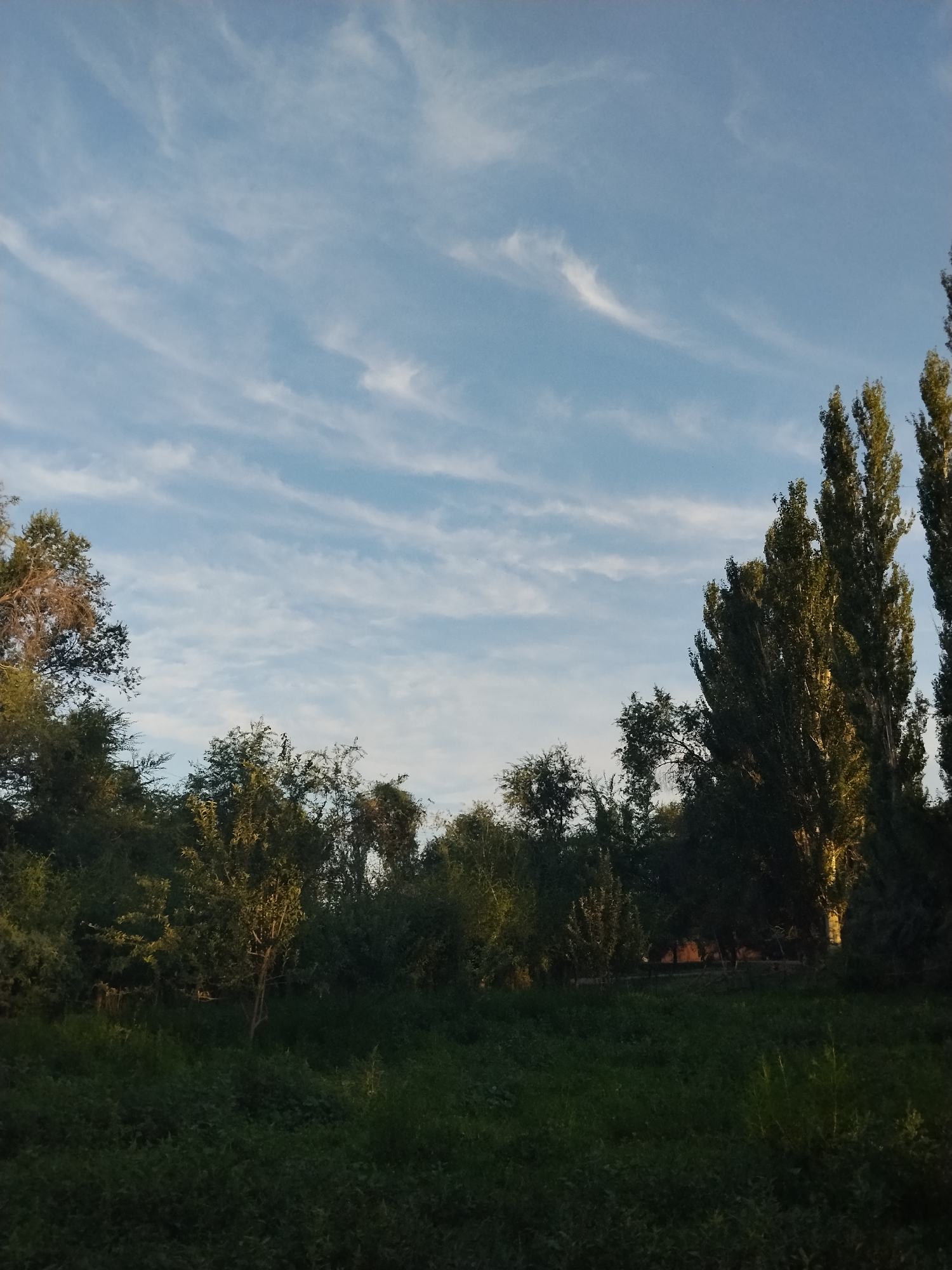 The image shows a view of trees and grass under a partly cloudy sky. The trees are dense and green, with some taller, slender trees on the right side of the frame. The grass in the foreground is also green and lush. The sky is a light blue with scattered white clouds that appear wispy. The lighting suggests it is either early morning or late afternoon. There are no people or man-made structures visible in the image, placing the scene in a natural or semi-natural environment within the city of Djany-Pahta, Kyrgyzstan.