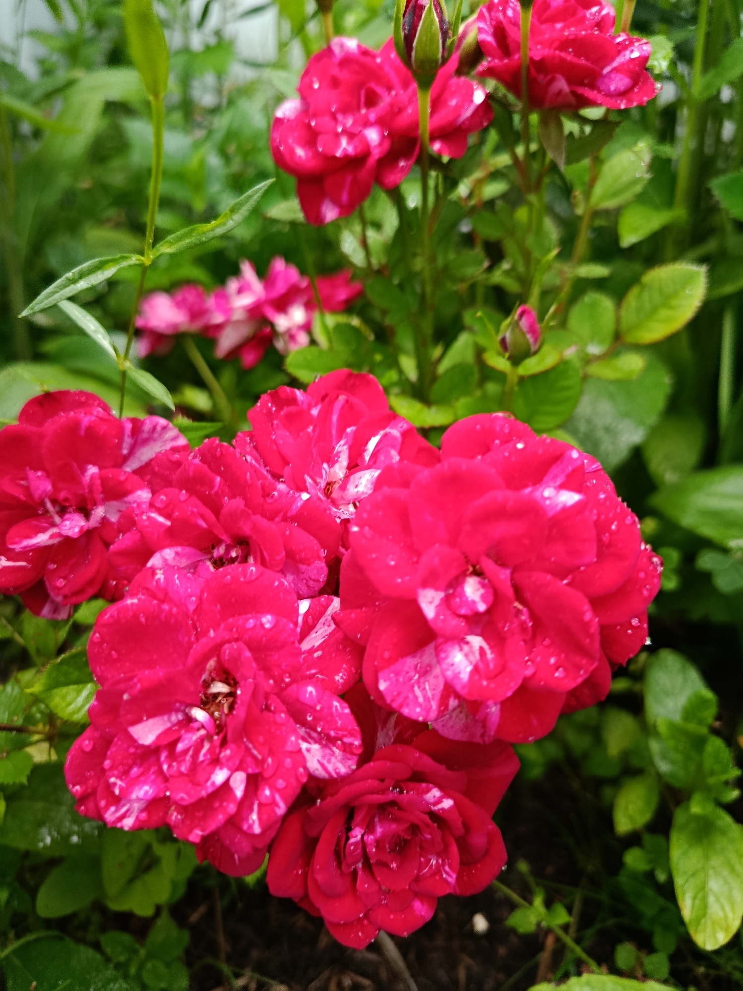 The image shows a close-up of several bright pink roses with white streaks, some covered in water droplets, in what appears to be a garden. The roses are in various stages of bloom, with some fully open and others still forming buds. The background is filled with lush green foliage, suggesting a natural outdoor setting. The lighting is soft and diffused, indicating it might be an overcast day or a shaded area. There are no people or animals visible in the frame. This scene could be located in a garden within the city of Верея, Russia, given the context.