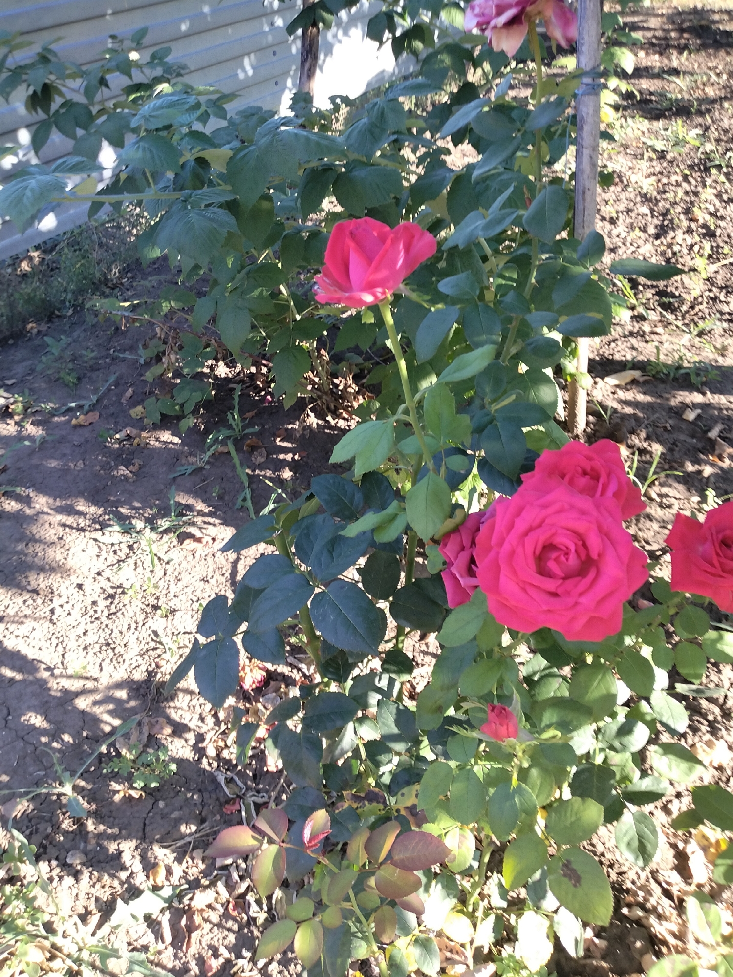 This image depicts a rose bush with vibrant pink roses in bloom, situated in a garden. The bush has lush green leaves and thorny stems, and is supported by a wooden stake. The ground around the bush is covered in soil and scattered dry leaves, with some small green weeds growing amongst them. In the background, a light-colored fence is visible, with dappled sunlight filtering through the leaves of the plant onto the ground, creating a pattern of light and shadow. The overall scene suggests a sunny day in a natural outdoor environment.
