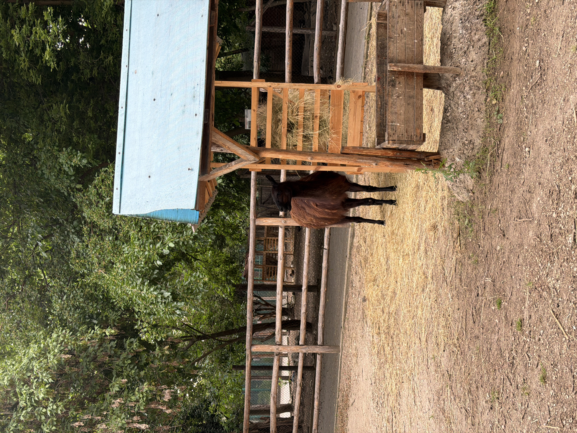 A brown llama stands in an outdoor enclosure with dry grass covering the ground. The llama is facing left, with its head slightly lowered. Behind the llama, a wooden fence runs horizontally across the image. To the right of the llama is a wooden feeder filled with hay, topped by a light blue roof supported by wooden posts. Further in the background, more wooden fences and trees are visible. The scene appears to be in a zoo or animal park. The location of Pazardzhik, Bulgaria is not discernible from the image.