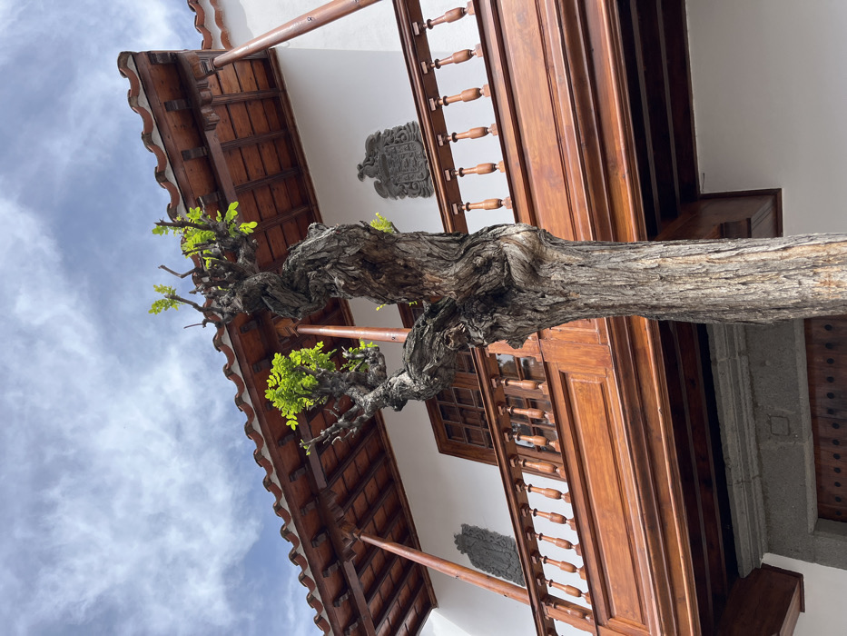 The image shows a tree trunk with green leaves growing from a wooden balcony of a white building in Teror, Spain. The wooden balcony has a railing made of brown spindles and the balcony extends out from the white wall of the building. A stone plaque with an emblem is mounted on the white wall. The location's coordinates are latitude 28.06, longitude -15.547. The sky is blue with white puffy clouds.