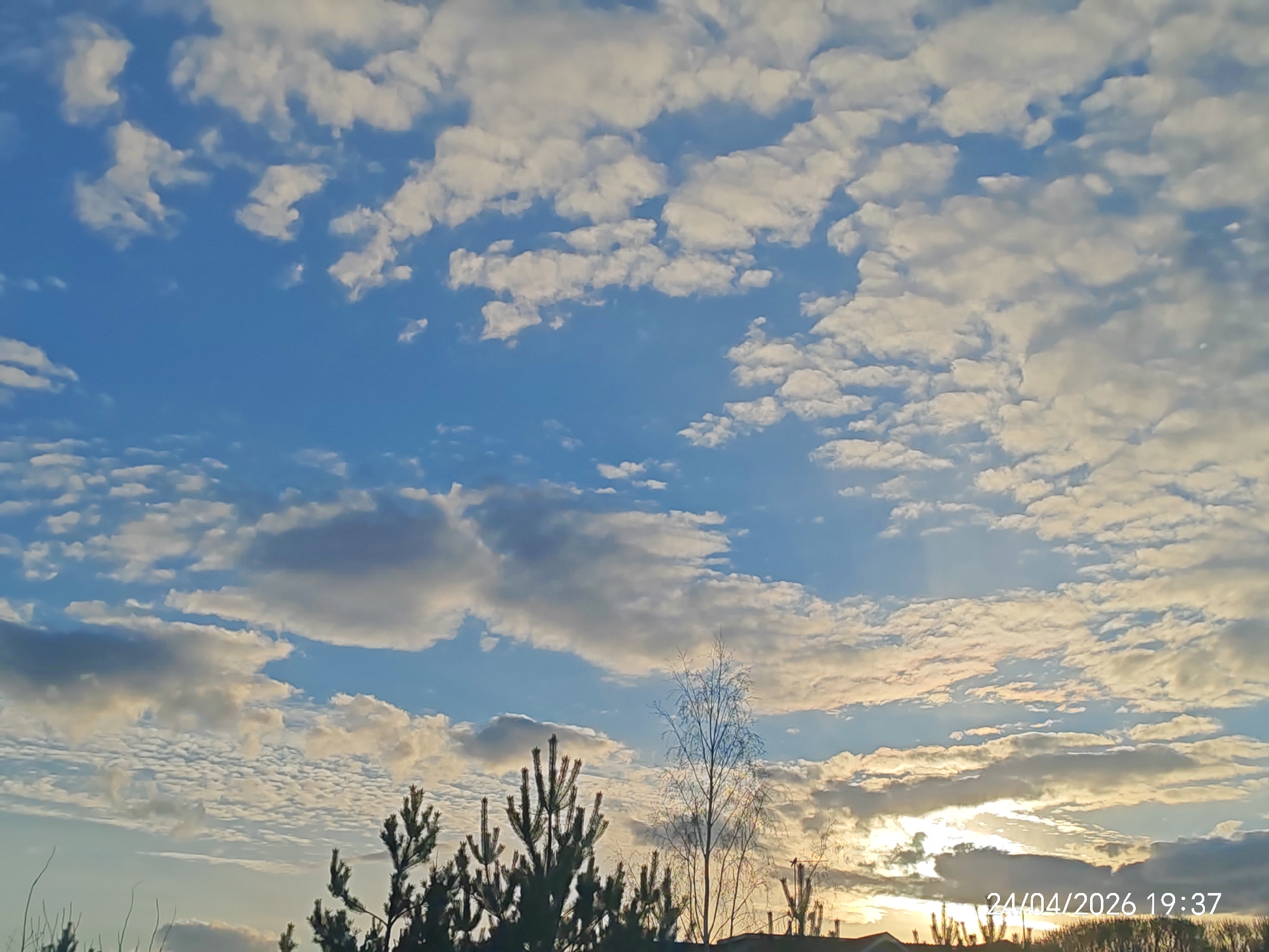 This outdoor image captures a serene evening sky filled with a dynamic array of clouds against a clear blue backdrop. The time stamp "24/04/2026 19:37" is visible in the bottom right corner, indicating the photograph was taken in the late evening.
The sky is a dominant feature, showing patches of vibrant blue interspersed with numerous clouds. Towards the upper and central parts, smaller, fluffy white clouds are scattered, some appearing like cumulus formations. Further down and to the right, the clouds become more dense and layered, with some parts illuminated by the warm, golden light of the setting sun, which is partially obscured but its glow is evident. These clouds range in color from soft white to light grey and subtle gold.
In the foreground, silhouetted against the bright sky, are several trees. On the left and center, dark evergreen trees, likely pines or firs, stand prominently with their textured branches. To their right, a bare deciduous tree with fine, delicate branches is visible. A faint line of trees or structures can be seen along the distant horizon, suggesting a rural or semi-rural setting. No people or specific events are depicted; the scene focuses purely on the natural landscape at dusk. The overall mood is one of peace and natural beauty as daylight fades.