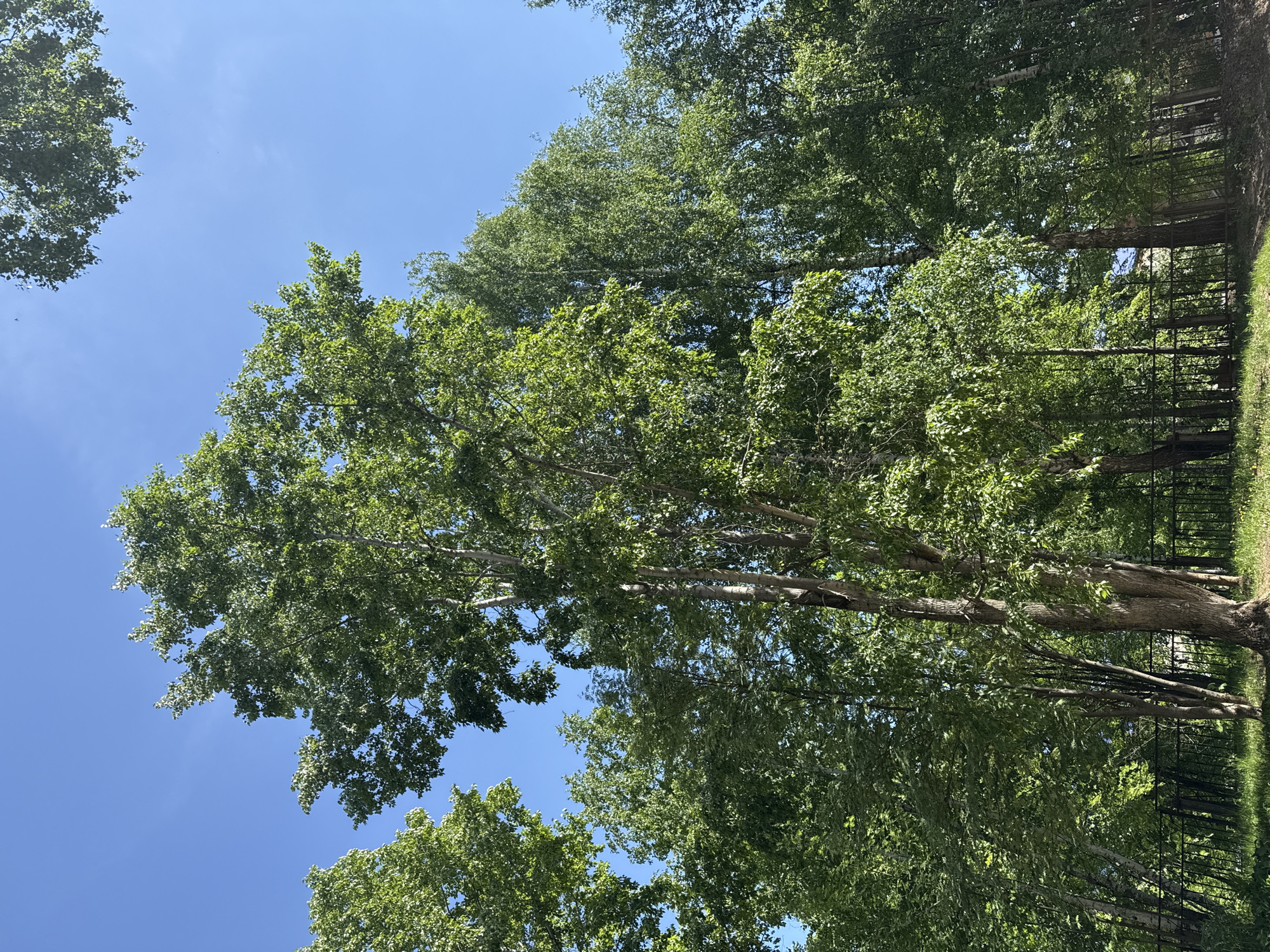 The image shows a view looking up at trees against a clear blue sky. The trees are full of green leaves. A black metal fence is partially visible in the background. The location may be Chaikovsky, Russia.
