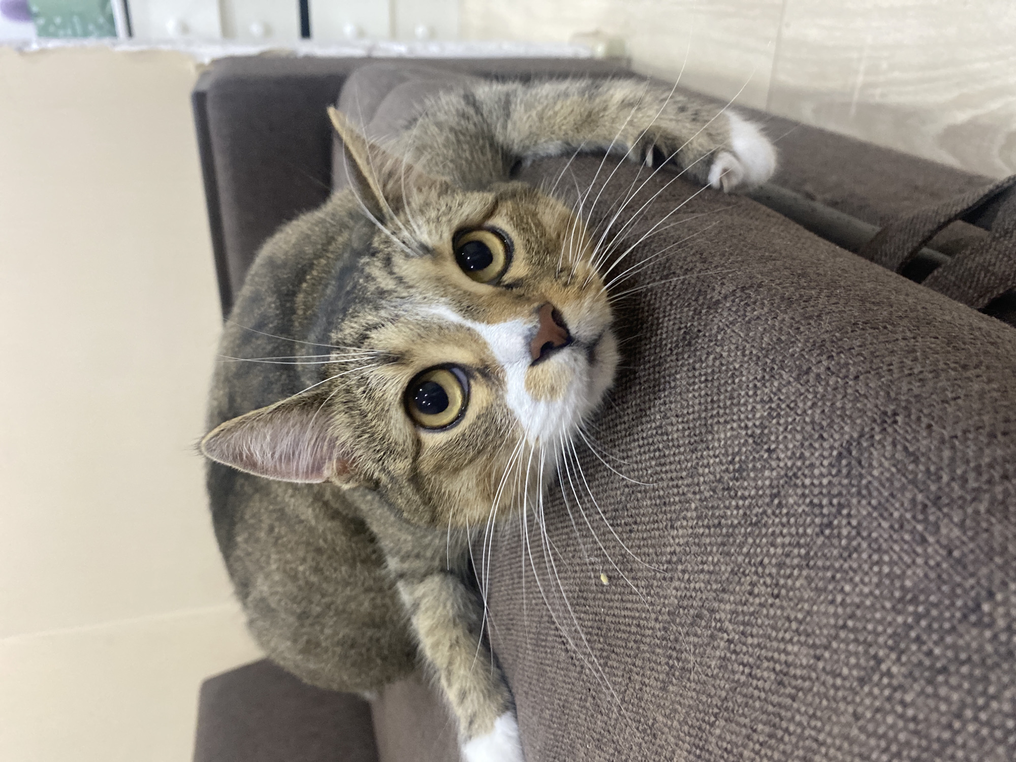 A tabby cat is lying on a brown couch, with its head resting on the edge. The cat has large, round yellow eyes and white paws. The background is a plain wall. The image was taken in Novokuybyshevsk, Russia.