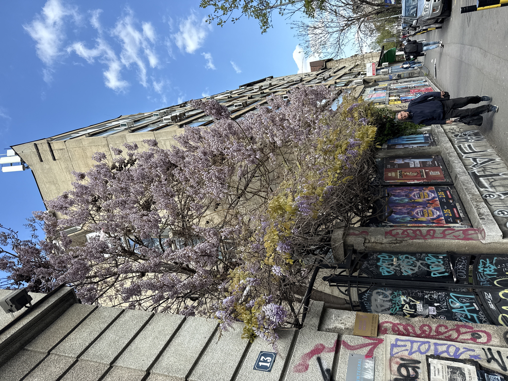 The image depicts an urban scene in Belgrade, Serbia, showcasing a building facade covered in flowering wisteria. The building is a concrete structure with numerous windows, and air conditioning units protruding from its surface. A mature wisteria tree with light purple blossoms grows in front of the building, partially obscuring the lower floors. A stone wall runs along the street, adorned with graffiti and posters. The number "13" is visible on the wall, along with snippets of text from posters and graffiti. A man stands on the sidewalk, dressed in dark clothing, and several other pedestrians are further down the street. A few cars are parked along the road. The sky is blue with scattered clouds. The image is taken from a slightly low angle.