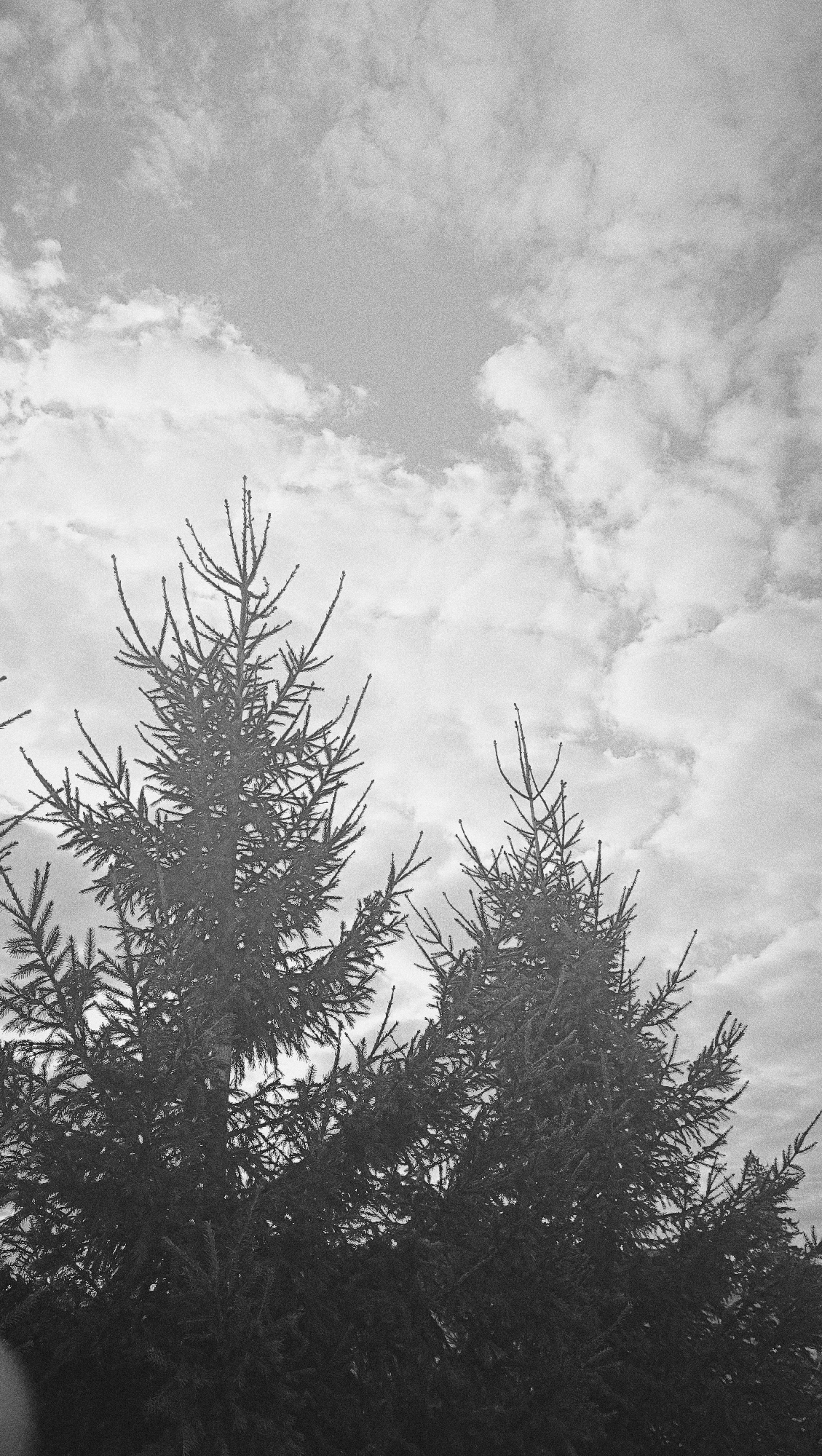 A black and white, low-angle, medium shot captures the upper branches of two evergreen trees against a cloudy sky. The trees, which appear to be fir or spruce, dominate the foreground and lower half of the image. Their needles and branches are densely packed, creating a dark silhouette. The sky above is filled with textured, scattered clouds that vary in density, with some areas appearing brighter than others. The overall impression is one of a natural outdoor scene, possibly in a park or forest area. There are no people or man-made structures visible in the image. The lighting suggests an overcast day. This scene is not specifically located in the city of Karsha, Russia, as there are no identifiable landmarks or contextual elements to support such a claim.