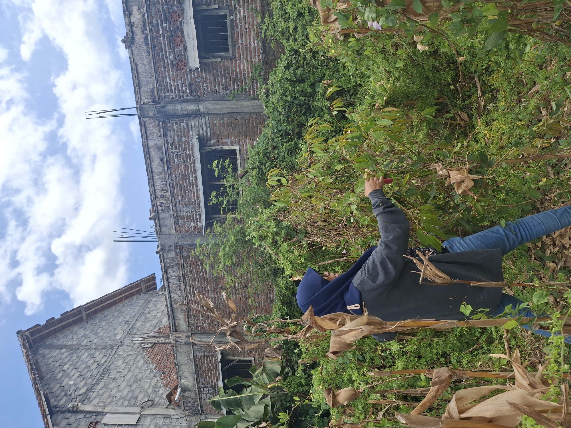 In Denok, Indonesia, a woman wearing a blue hijab and a grey cardigan is seen in a garden. She is holding a red object, possibly a tool, and appears to be tending to the plants. The garden is overgrown with lush greenery, including large-leafed plants and dried corn stalks. In the background, there are brick buildings with some signs of disrepair, including unfinished construction and broken windows. The sky above is partly cloudy, with a mix of blue sky and white clouds.