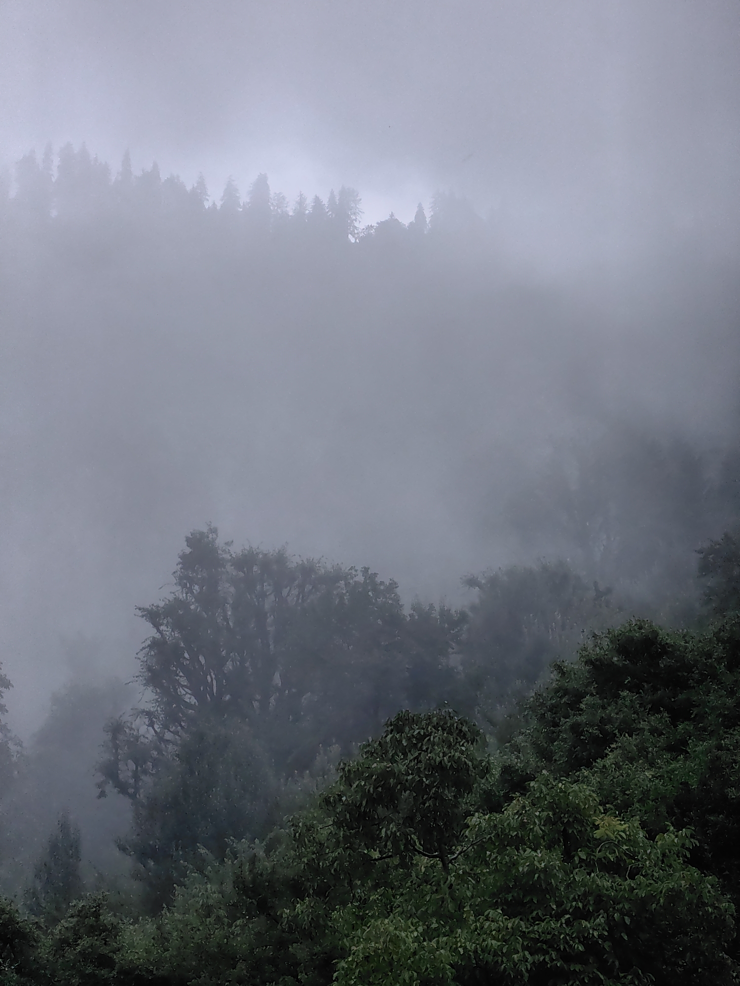 The image depicts a misty forest scene in Vashisht, India. The foreground is filled with dense, dark green foliage of trees, appearing lush and wet. The middle ground features larger, more mature trees partially obscured by a thick layer of fog. In the background, the silhouettes of a dense forest line stretch across the horizon, with the misty atmosphere creating a hazy, ethereal effect. The overall lighting is dim and diffused, consistent with a foggy or overcast day. No people or animals are visible in the scene. The environment suggests a natural, forested landscape.