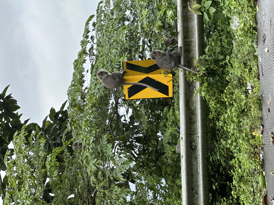 Two gray monkeys are on a yellow road sign with black arrows, next to a metal guardrail and lush green foliage. One monkey clings to the sign, tail dangling. Another monkey sits on the guardrail. A third monkey is partially visible amidst the leaves. The sky overhead is overcast.