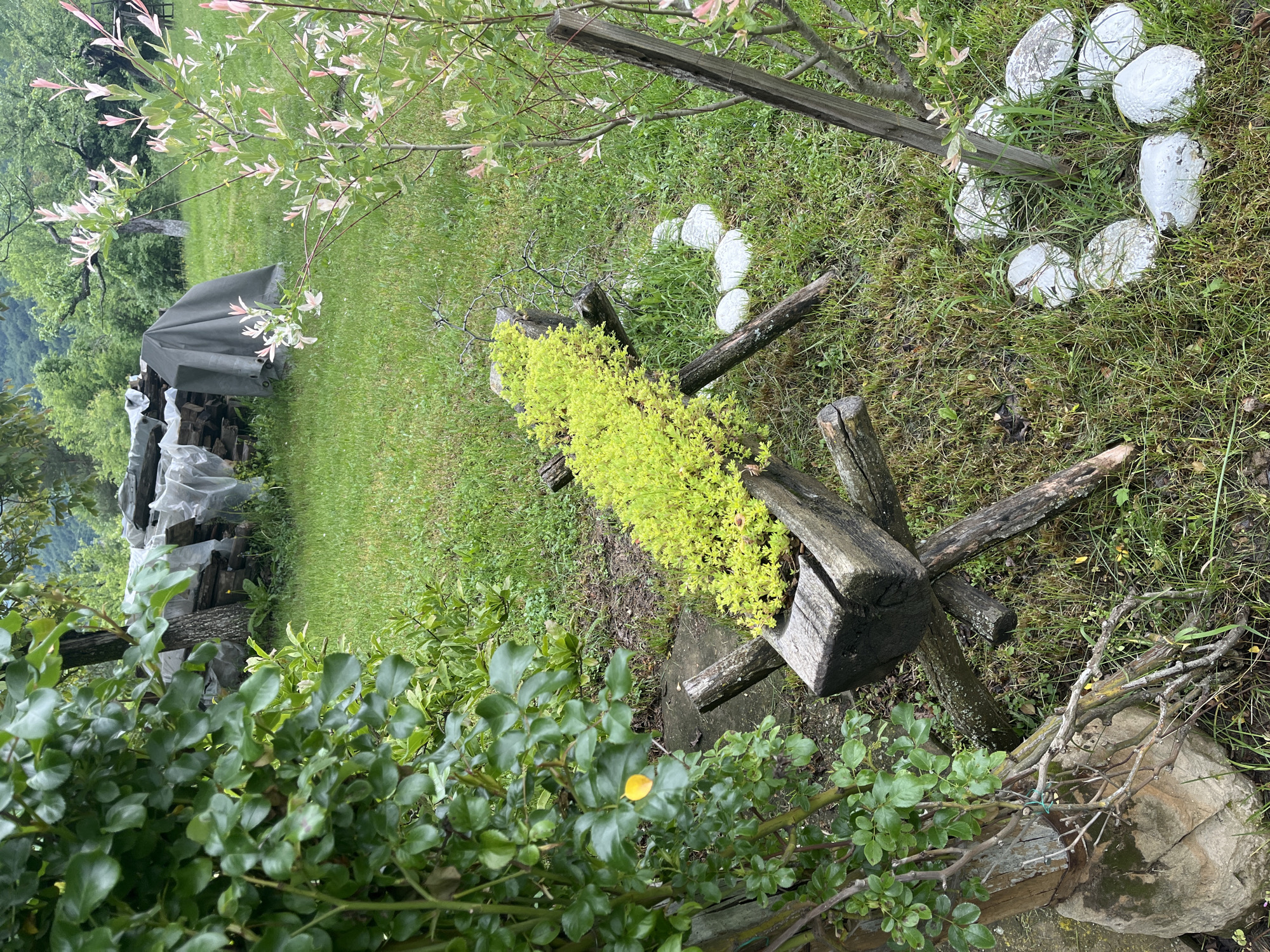 The image depicts a verdant outdoor scene, possibly in Shopite, Bulgaria. In the foreground, a lush green bush dominates the lower portion of the frame. A weathered wooden structure, resembling a planter or support, is overgrown with bright green plants. To the right, a circle of painted white rocks lies scattered among the grass. In the background, a stack of firewood is partially covered by a gray tarp and clear plastic. A tree with variegated pink and white leaves is present in the upper-left. The setting appears to be a garden or rural landscape.