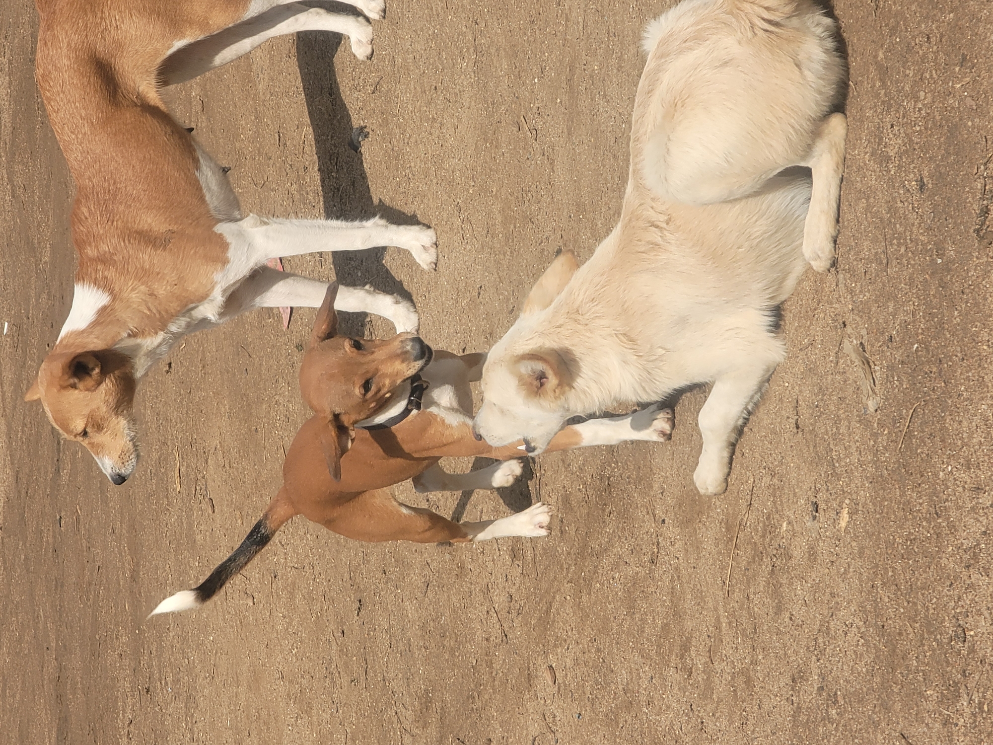 In Gura Top, Nigeria, three dogs are interacting on a dirt ground. A tan and white dog stands in the background, facing left. In the foreground, a smaller tan dog is looking up at the larger dog, and a cream-colored dog is lying down, looking at the tan dog. The ground is composed of dry dirt and small stones, with a few scattered dry twigs. The lighting suggests a sunny day, casting shadows on the ground.