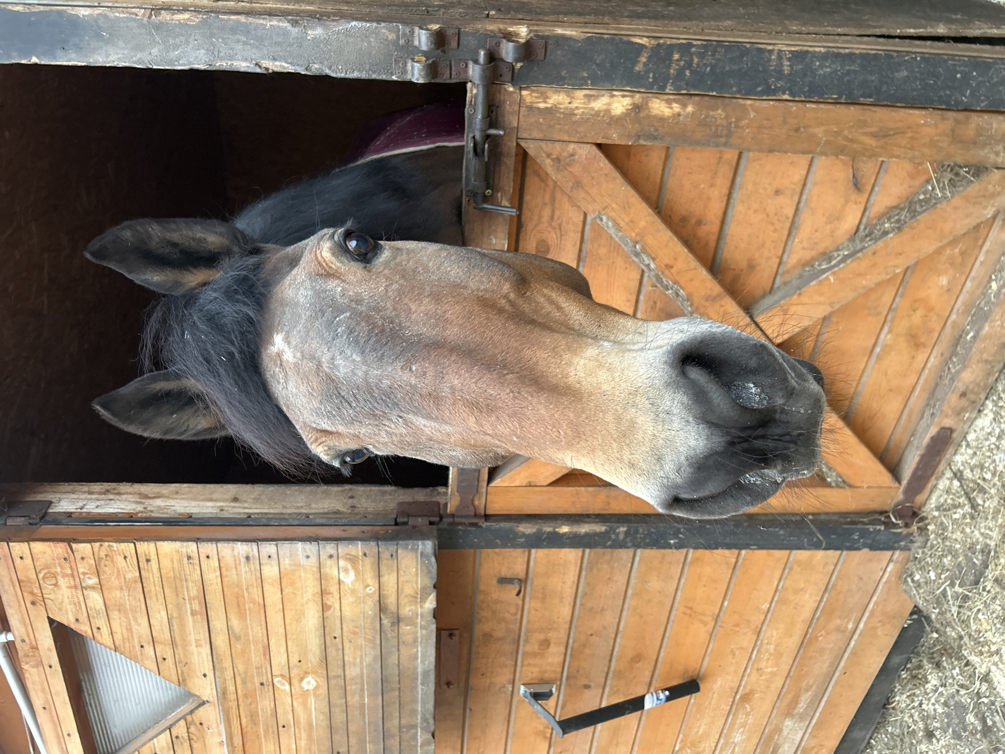 A tan horse with a black mane and muzzle peeks out from a wooden stall, with its head at an angle. The stall is made of light-colored wooden planks. The upper part of the stall is dark wood. The location of the image is undetermined and there is no information to suggest that this photo was taken in Moscow, Russia.