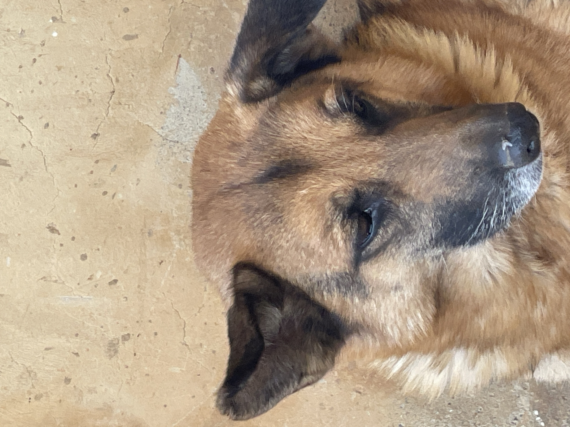A close-up, overhead shot shows a brown and black German Shepherd dog lying on a light tan concrete surface. The dog's head is angled to the right. The texture of the concrete appears rough and slightly cracked. The image location, Jos, Nigeria, is extraneous, as this cannot be determined solely from the image content.