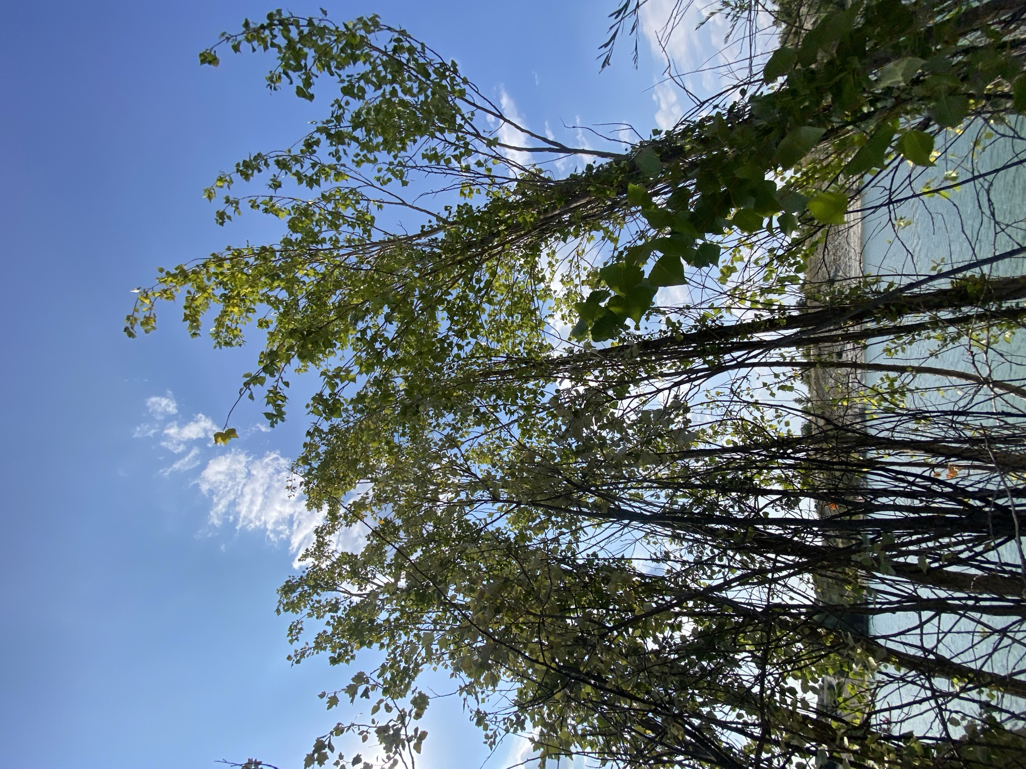 The image shows a cluster of trees with thin trunks and sparse, light-green leaves against a bright blue sky with scattered white clouds. The trees are viewed from below, looking upwards through their branches. In the background, a body of calm, light-blue water is visible, bordered by a rocky, uneven shoreline. The overall impression is of a natural, outdoor setting with clear weather. The location is specified as Куйбышевское сельское поселение, Ukraine.