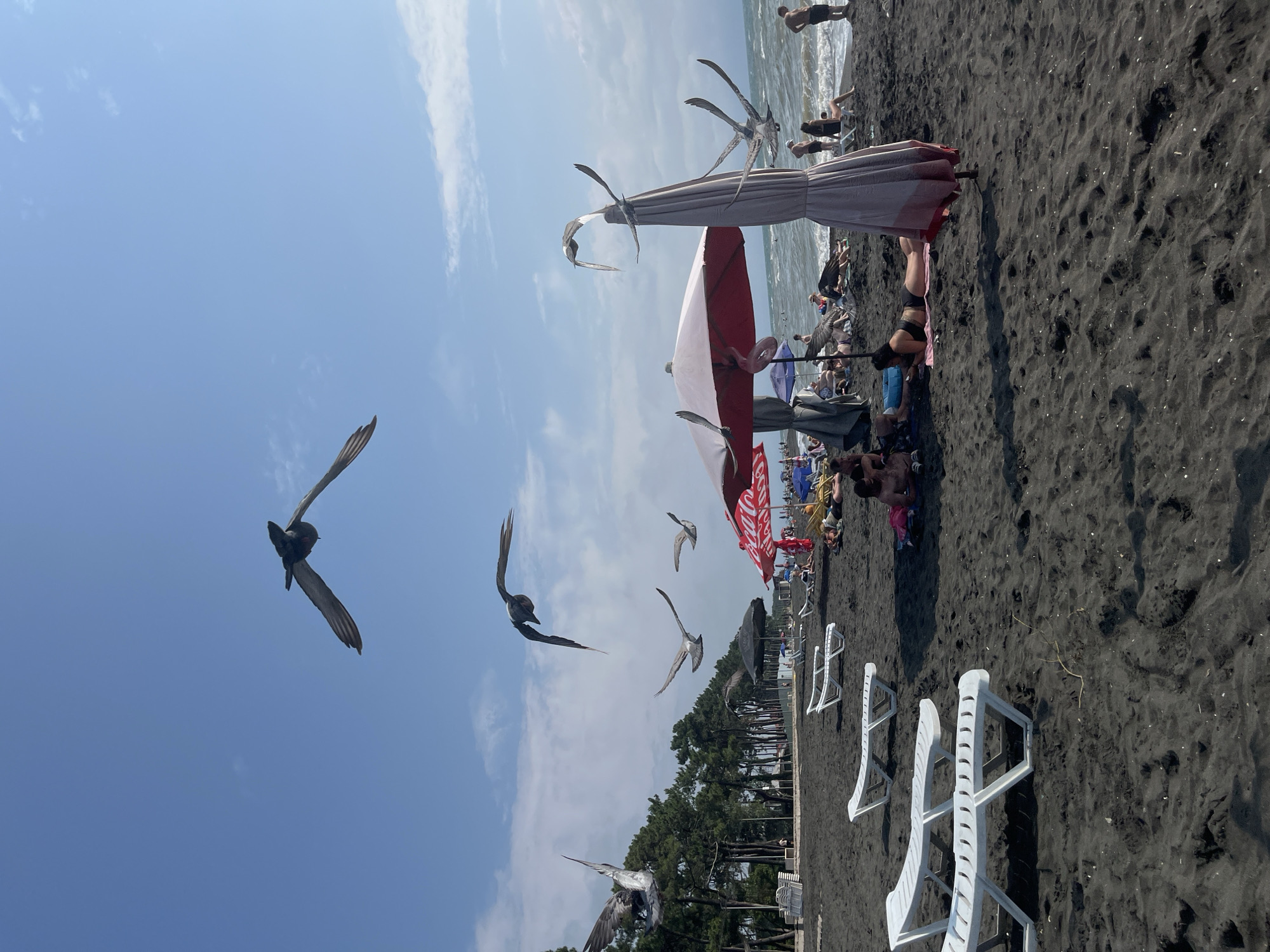The image depicts a beach scene in Ureki, Georgia, characterized by its unique black sand. Several seagulls are captured in mid-flight against a bright blue sky with scattered clouds. On the beach, white lounge chairs are neatly arranged, some unoccupied, suggesting a relatively quiet day. Further back, beach umbrellas, one red and another pale pink, offer shade to a few sunbathers. People are seen relaxing on towels and the sand, some swimming in the visible ocean. The background features a line of dark green trees separating the beach from what appears to be a road or walkway. The overall impression is a serene beach day with avian visitors adding a dynamic element to the scene.