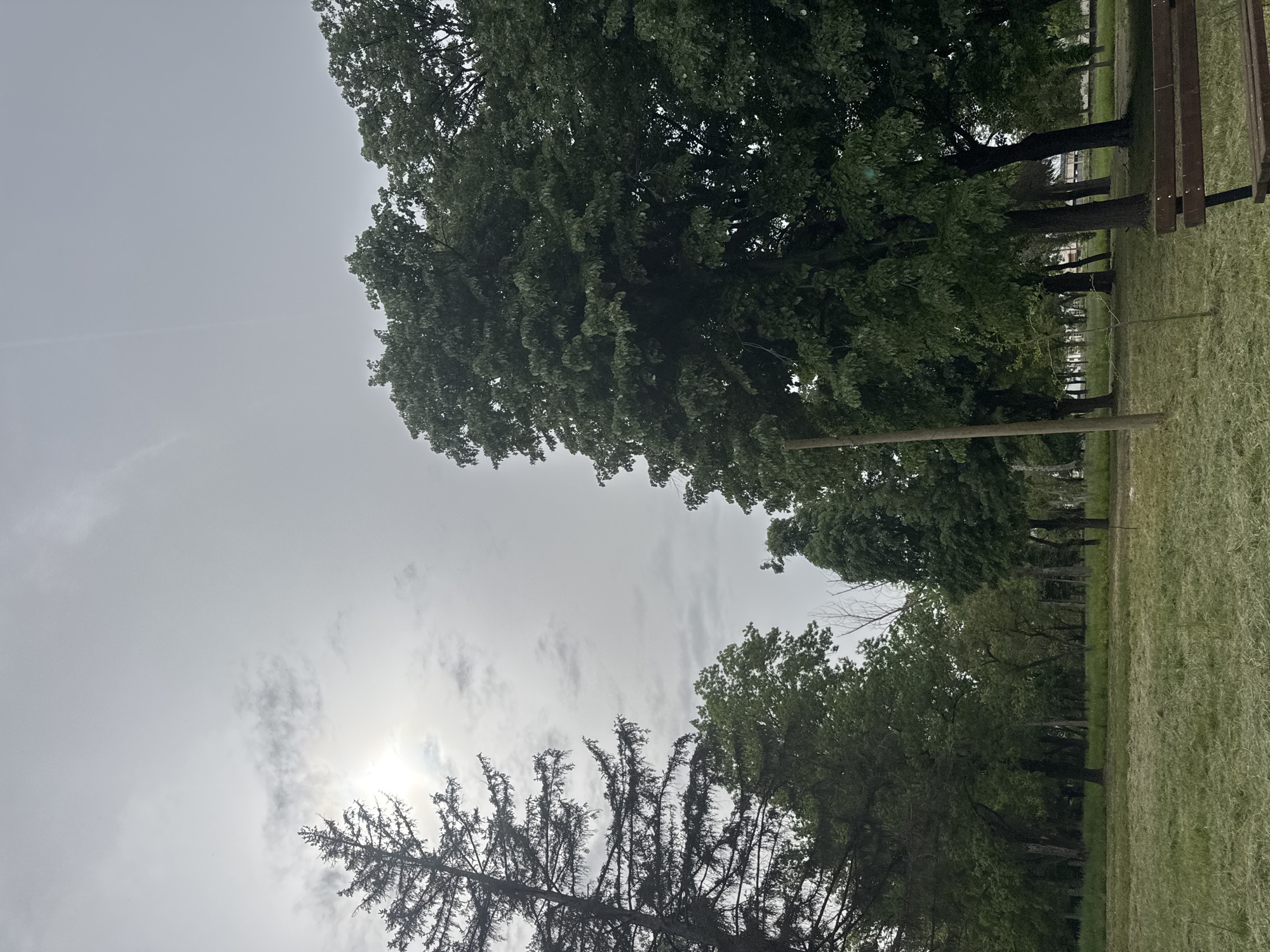 The image depicts a park setting under an overcast sky, seemingly in Lehchevo, Bulgaria. Visible are trees lining the right side of the frame and obscuring the horizon, with a bench partially visible. The ground is covered in mowed grass, indicating landscaping. In the bottom left corner, a coniferous tree is silhouetted against the cloudy sky, with the sun's position suggested by the brightness behind the clouds. No people or actions are directly visible.