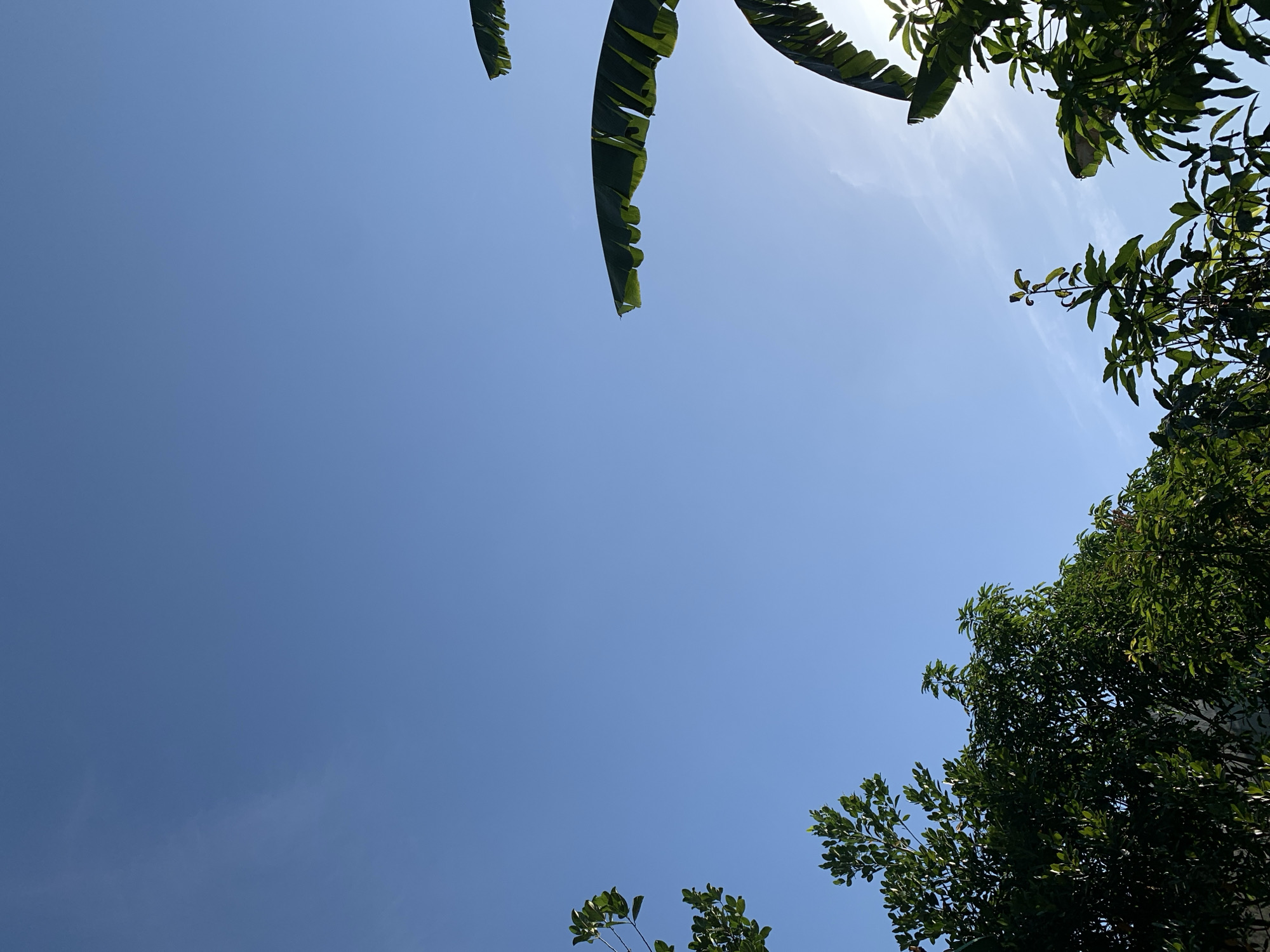 A clear blue sky with a few wispy clouds is visible. In the foreground, lush green foliage from trees and large banana leaves frame the sky. The sunlight filters through the leaves, creating a dappled effect. The scene appears to be an outdoor environment, possibly a garden or backyard, with the natural landscape dominating the view. This image was taken in Makassar, Indonesia.
