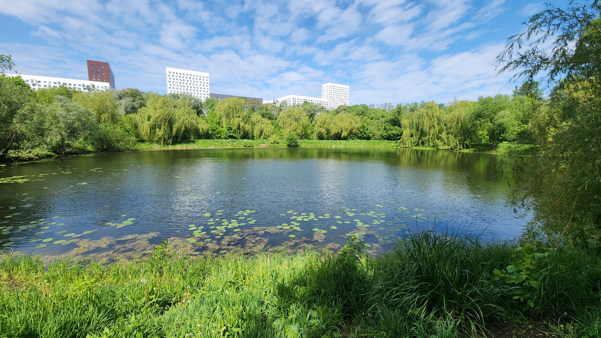 The image shows a lake in Moscow, Russia, with several white buildings in the background and a brown building on the left. Lush green trees line the perimeter of the lake and are interspersed with the buildings in the distance. Lily pads float on the surface of the water. The foreground features tall green grass and foliage. The sky is blue with scattered white clouds.