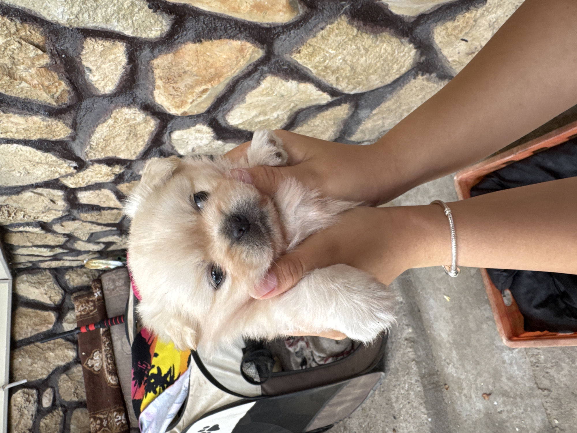A light-furred puppy is held in two hands in what appears to be an outdoor environment. Behind the puppy is a wall constructed of tan-colored stones with dark-colored grout. Below the puppy is a bag with black and gray accents, as well as what looks like a rolled-up rug or fabric with floral designs and brown tones. The hands holding the puppy are tan-skinned, with the person wearing a silver bracelet on their wrist. To the right of the hands is a red or orange-colored container with dark fabric or material inside. The ground is visible near the container and appears to be a concrete or similar material. The location is Glojene, Bulgaria.