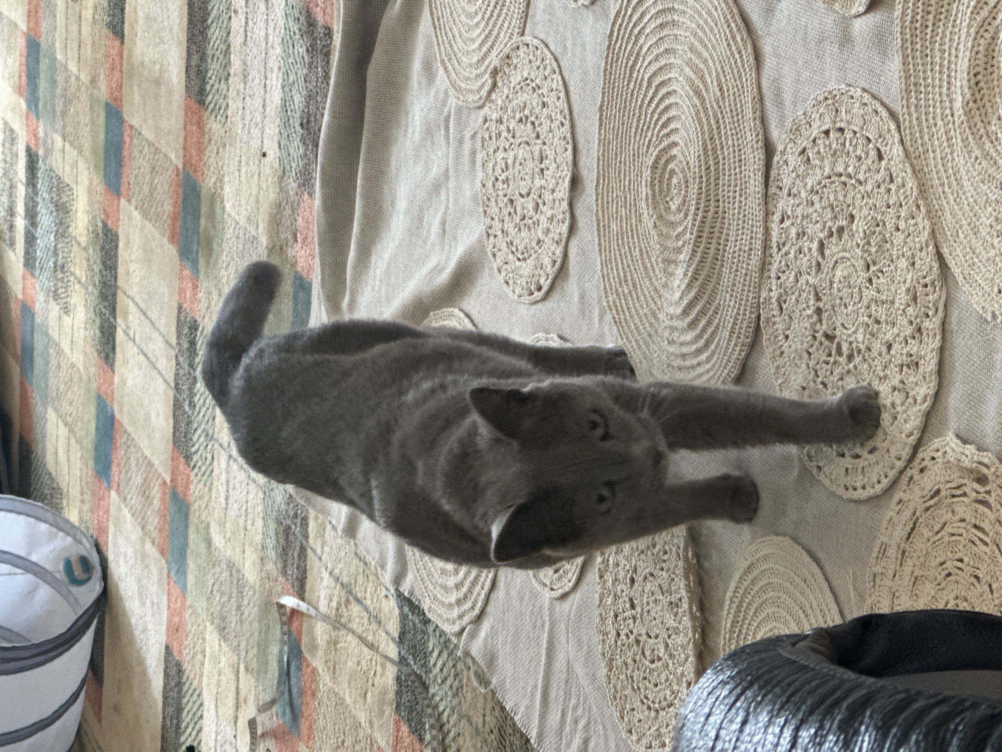 A gray cat walks across a cream-colored textured fabric that is spread over a patterned rug. The fabric is adorned with several round, crocheted placemats. The cat is in the foreground, facing forward with its body slightly angled to the right. Its gaze is directed towards the camera. Behind the cat, a white and gray cylindrical object with a teal accent is visible, lying on the patterned rug. The rug itself displays a geometric pattern of diamond shapes in various colors, including coral, blue, gray, and cream. A thin white measuring tape with black markings is also visible on the rug near the upper left corner of the image. The scene appears to be indoors, in an area that could be a living room or a play area.