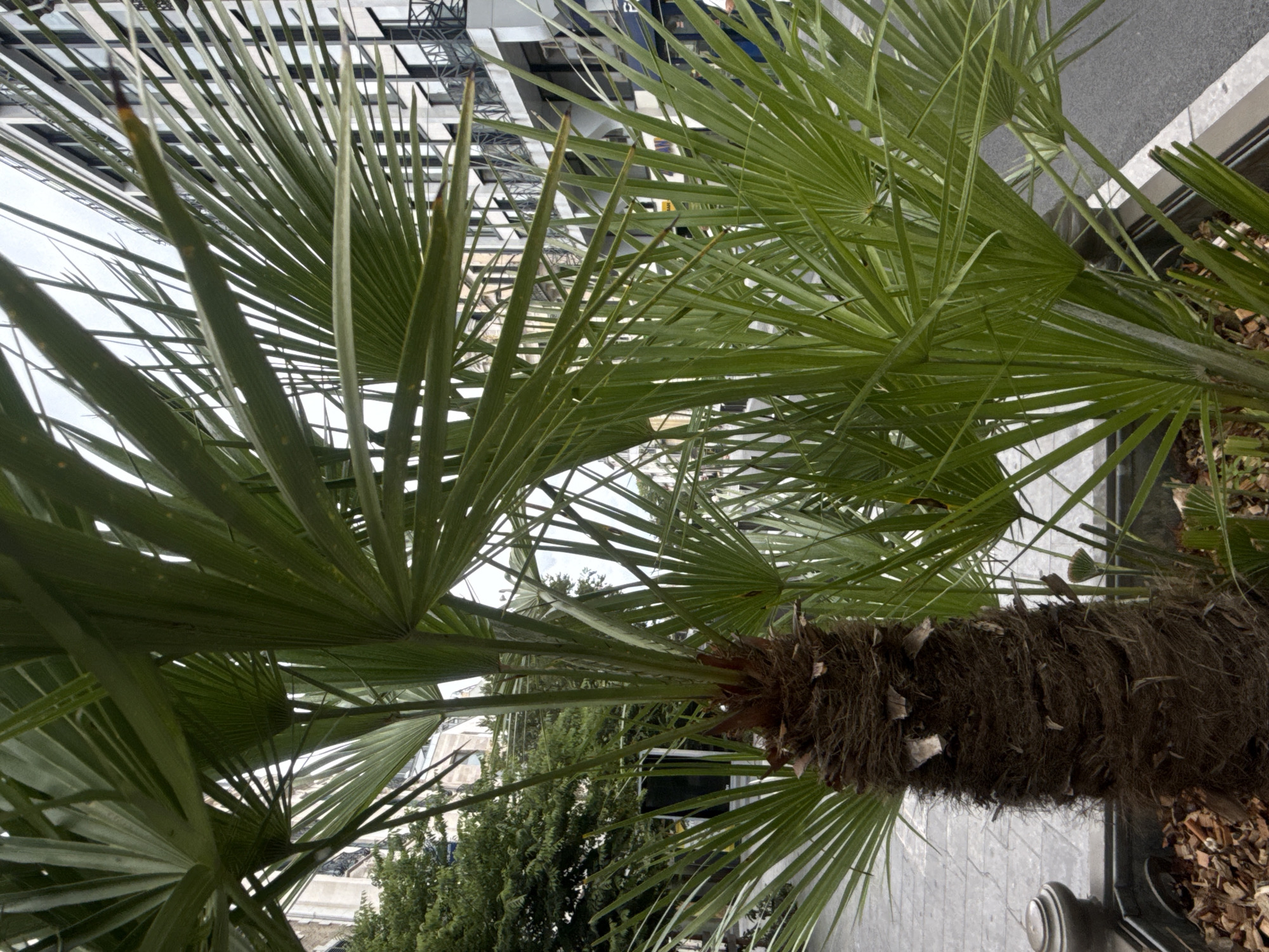 The image captures a close-up view of a palm tree trunk and its fronds in an urban setting. The trunk is dark brown and covered in a fibrous, shaggy texture. The fronds are bright green and fan-shaped, with numerous long, slender leaflets. In the background, a modern building with a white facade, multiple windows, and balconies can be seen. A street and sidewalk are visible in the mid-ground, and trees are present further in the background, suggesting a city environment. The lighting appears to be overcast, indicated by the diffused light and lack of harsh shadows. The scene is consistent with an urban planting in Pau, France, where such palm trees are often used as decorative elements in public spaces and along streets. No people or specific actions are depicted in the image; it is a static shot focused on the plant and its urban surroundings.
