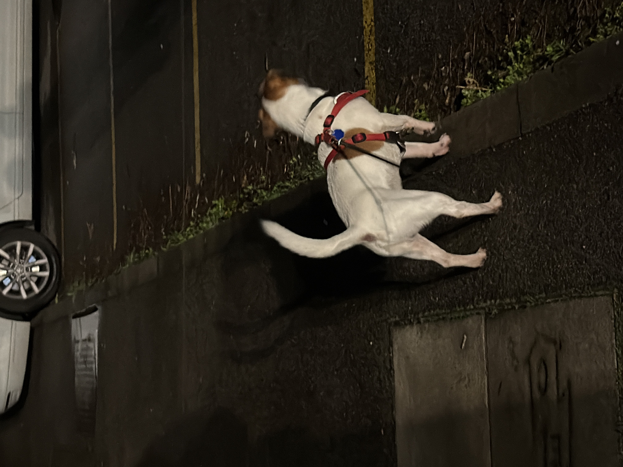 A dog on a red harness is pulling on a leash while walking on a wet sidewalk next to a car parked on a street. Vegetation grows along the curb of the sidewalk. The location is unknown, and there is no information to support this being in Sofia, Bulgaria.