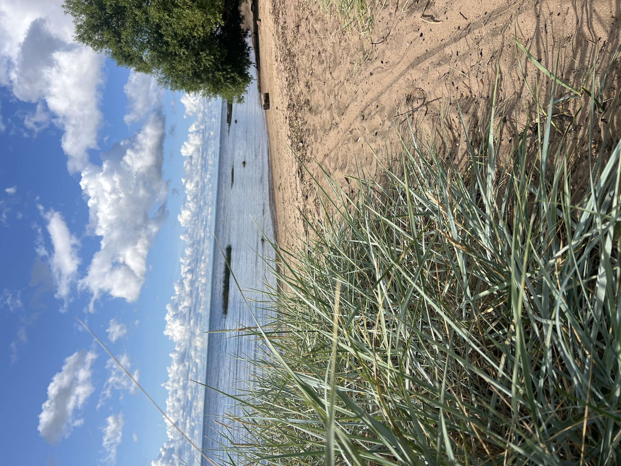 A serene natural landscape scene captures the edge of a sandy beach bordering a body of water, under a partly cloudy blue sky. In the foreground, dense green dune grass is in sharp focus, its blades casting subtle shadows on the sand. The sand itself shows traces of tire tracks, suggesting recent vehicular activity. Further back, the calm water stretches towards a distant horizon, dotted with a few submerged rocks or small landmasses. To the right, a large, leafy green tree stands on the sandy bank, providing a touch of lushness to the scene. A few scattered logs and stones lie on the sand near the water's edge. The overall impression is one of peaceful natural beauty. This scene is located along the Gulf of Finland in the Sestroretsk resort area of Saint Petersburg, Russia.