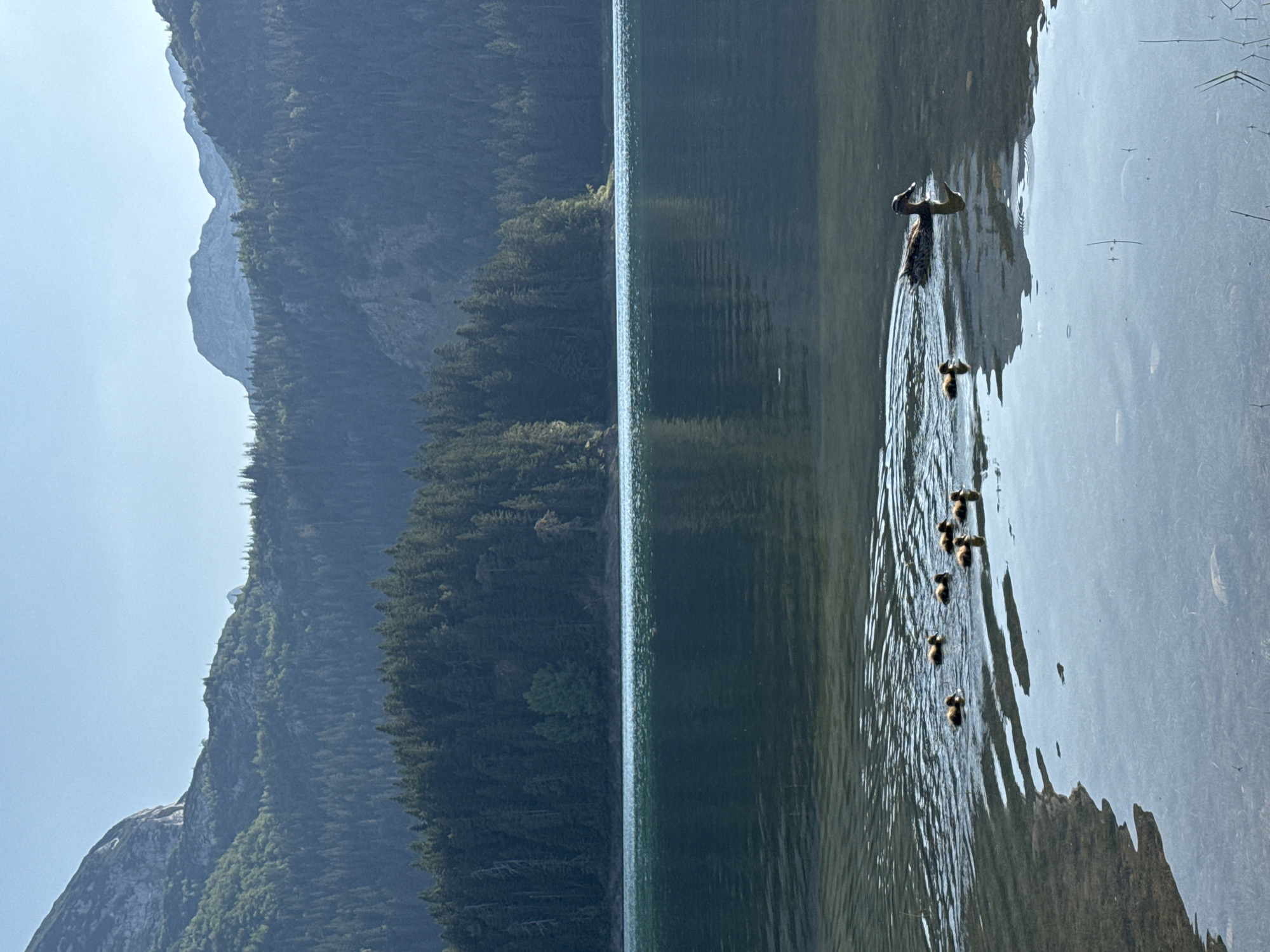 The image shows a serene lake scene with a mountain backdrop. The lake's surface is calm, with slight ripples reflecting the surrounding landscape. A mother duck and her ducklings are swimming in a line across the water, leaving a trail of widening ripples behind them. The ducklings are small and fluffy, following closely behind their mother.
In the background, a dense forest covers the slopes of a towering mountain. The trees are a deep green, creating a striking contrast with the lighter tones of the sky and the water. The mountain itself is rugged and majestic, with rocky outcrops and sheer cliffs visible in some areas. The sky is a pale blue, indicating it's likely daytime, possibly late morning or early afternoon. The overall atmosphere is peaceful and natural, evoking a sense of tranquility.
The image is oriented vertically, with the lake and mountains filling the frame from bottom to top. The sunlight appears to be coming from the left, casting subtle highlights on the water and illuminating the mountainside. There are no people visible in the image. The scene suggests a natural habitat where wildlife thrives. The location is identified as Pitomine, Montenegro. No text is visible in the image.